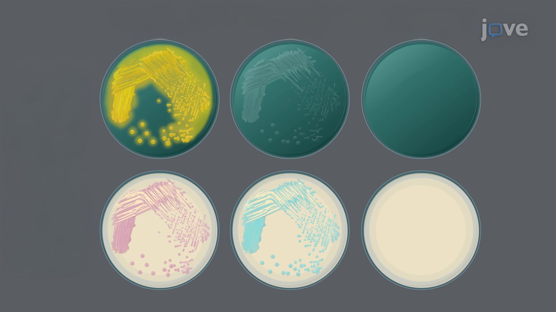 A New Chromogenic Medium for Rapid Detection of <i>Vibrio</i> Species