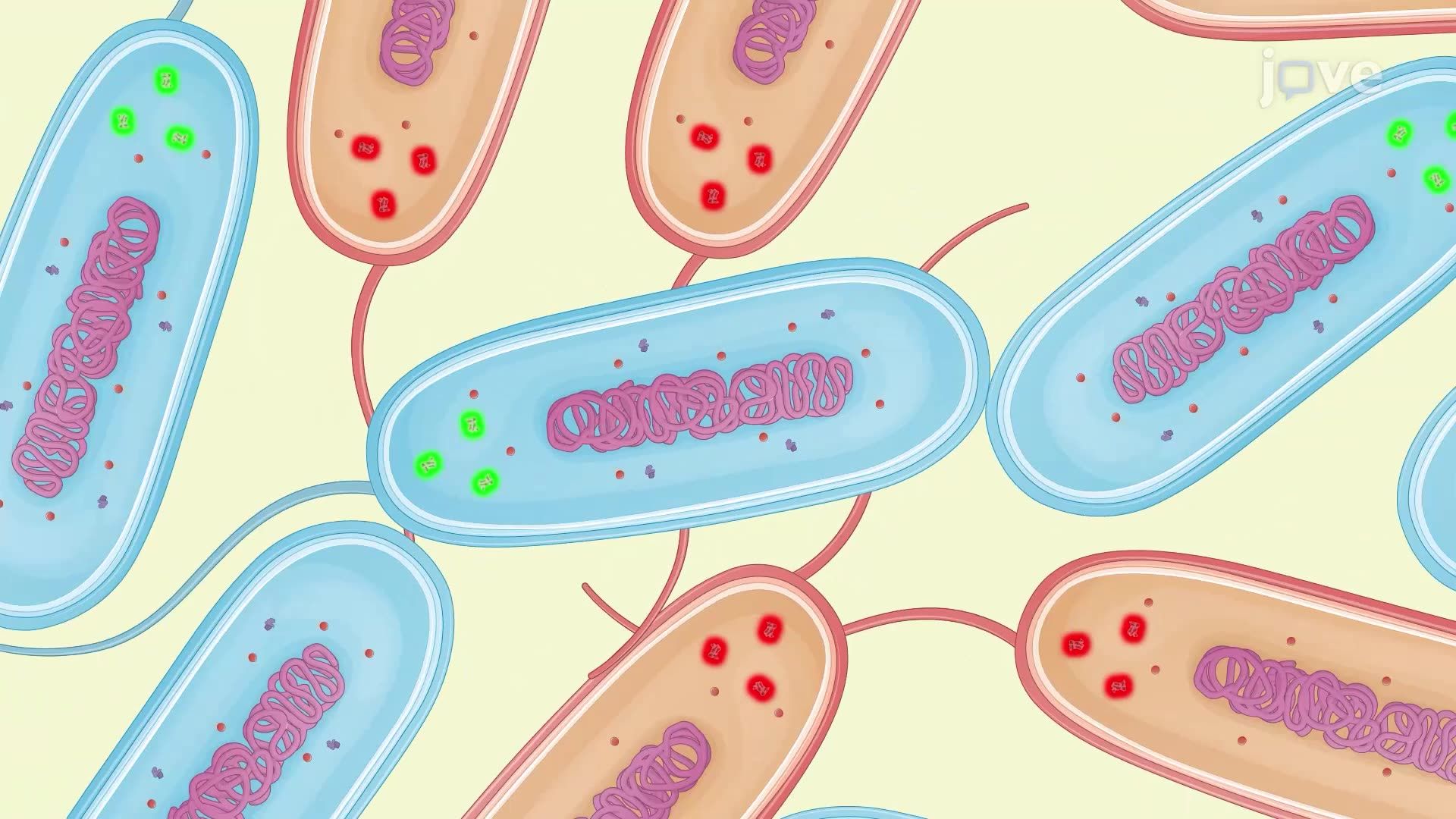 Coincubation Assay for Studying Competitive Interactions Between Bacterial Strains