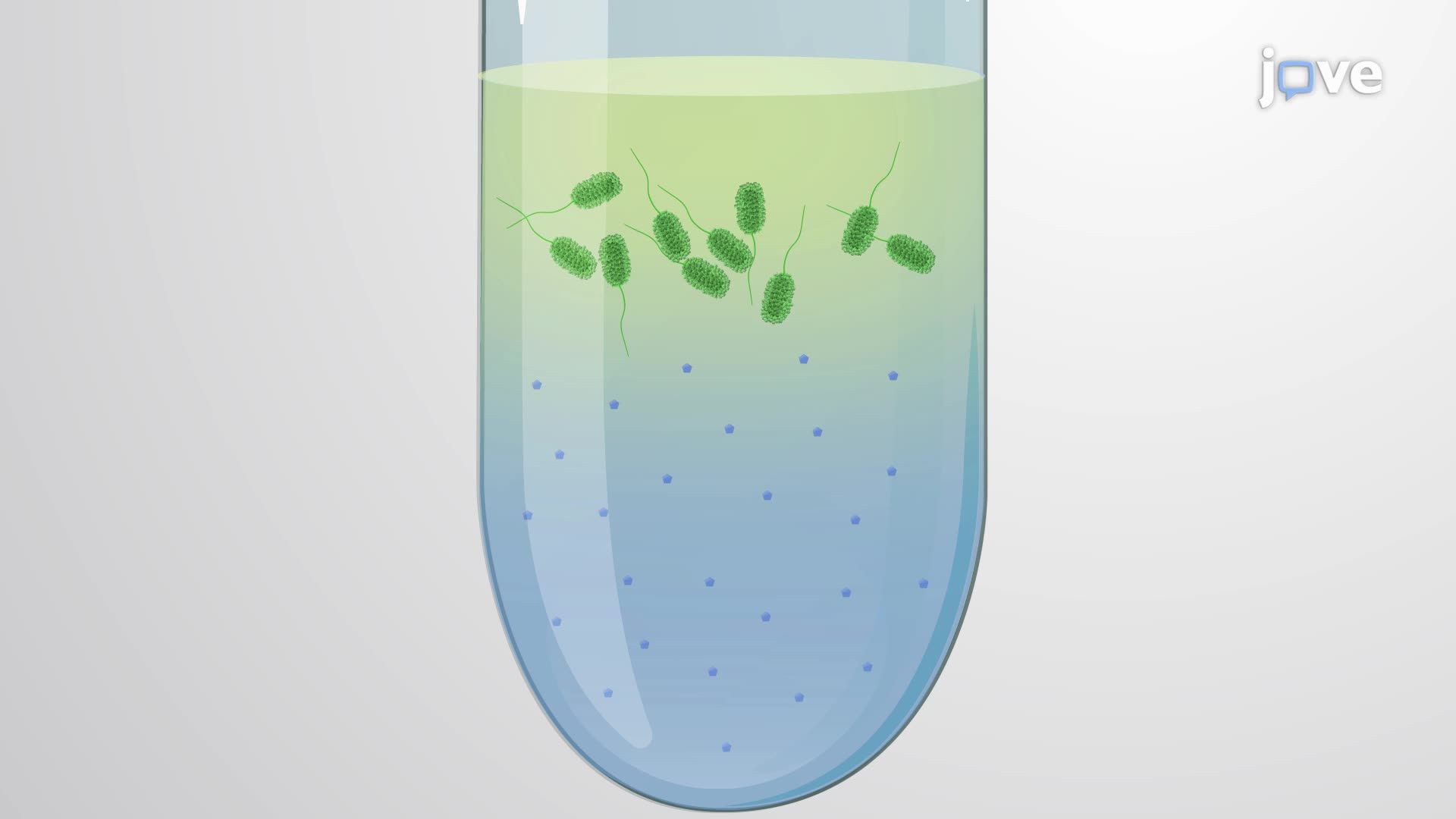 Quantification of Bacterial Alginate Using the Uronic Acid Carbazole Assay