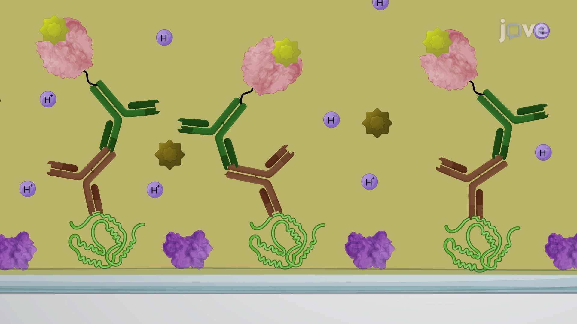 Quantifying Bacterial Alginate Using an Antibody-Based Enzyme-Linked Immunosorbent Assay