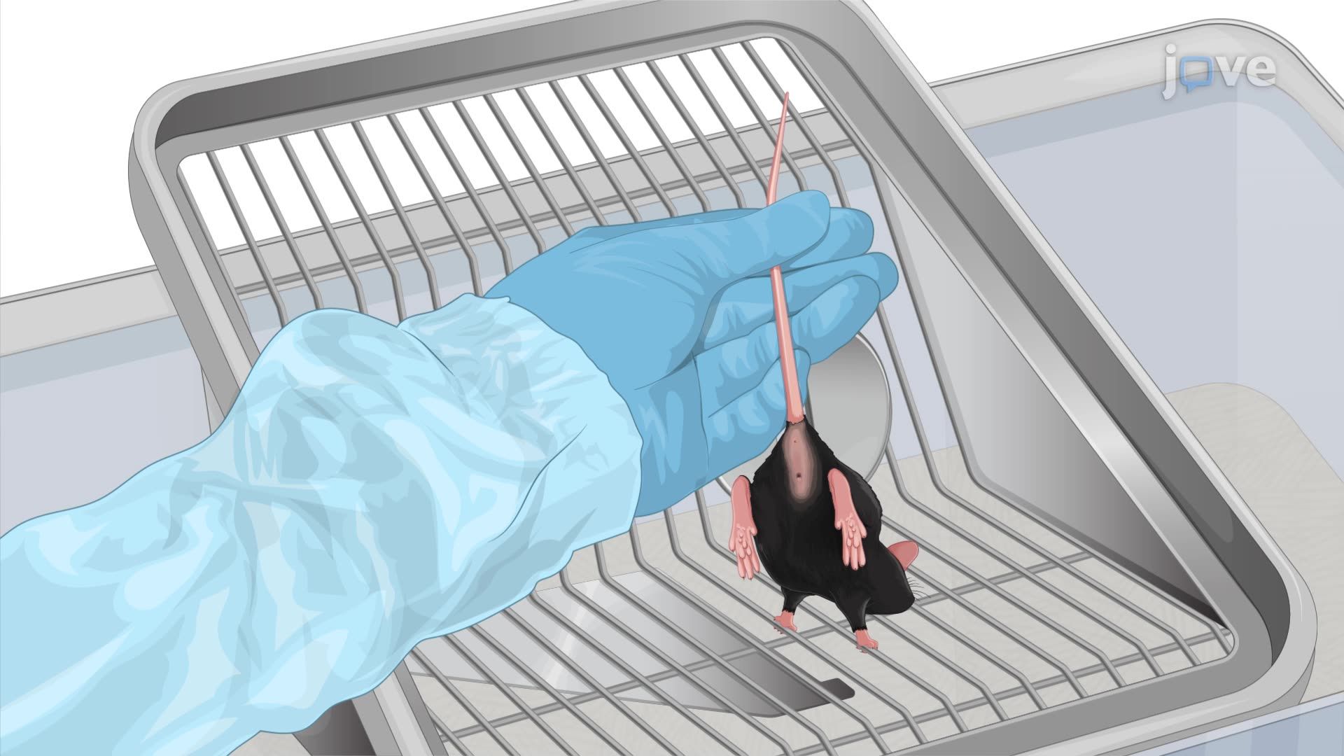 Modeling Murine Vaginal Colonization by Anaerobic Bacteria