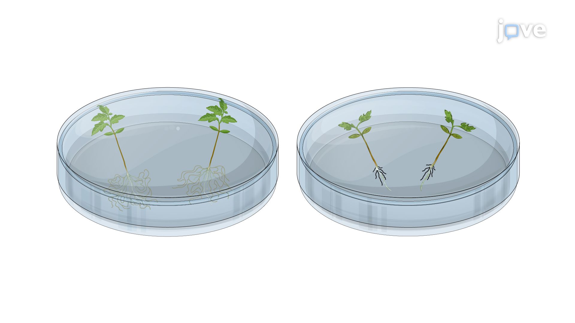 Seedling Flood Assay for Screening Bacterial Resistance in Tomatoes