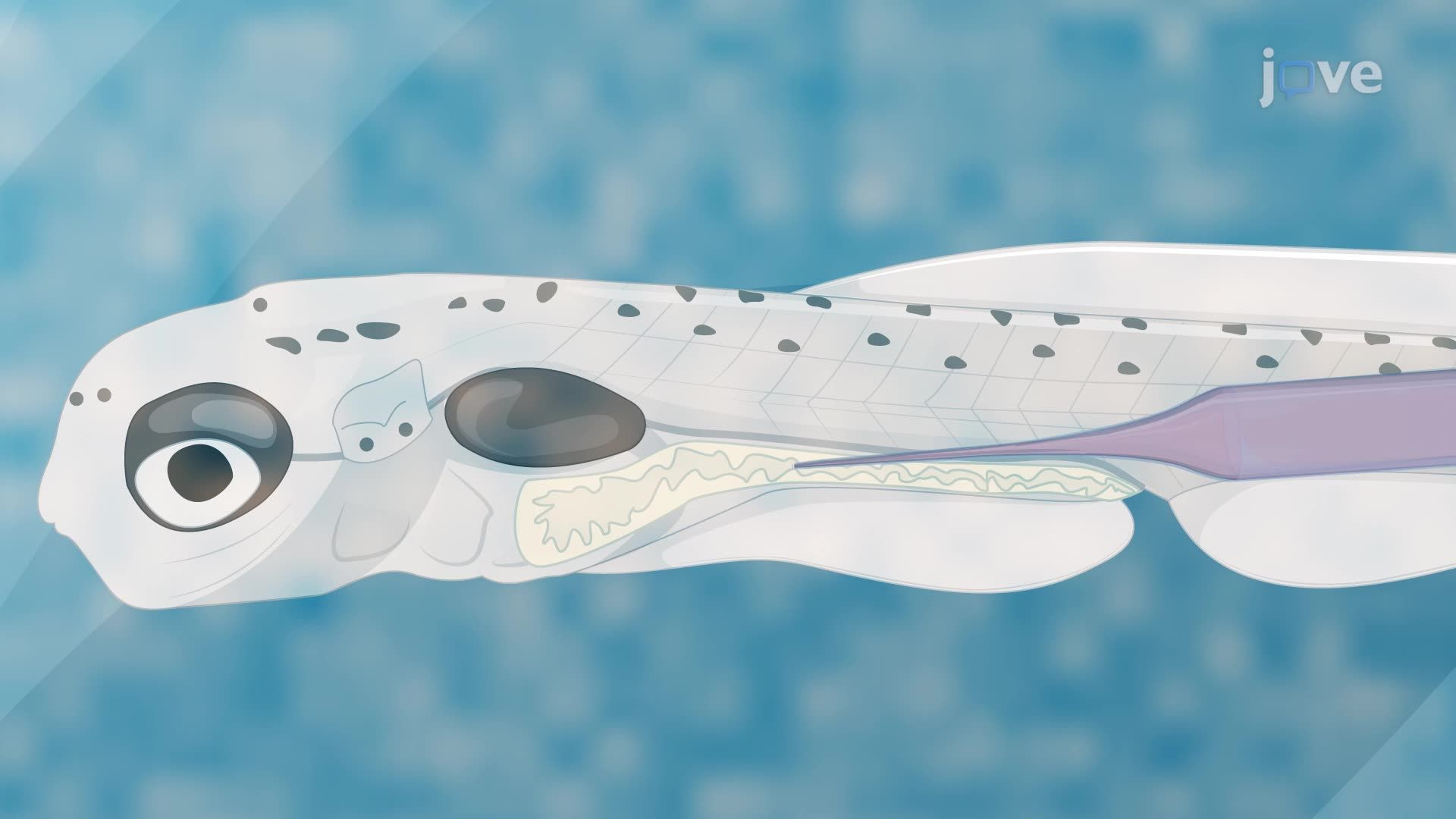 Localized Delivery of Bacteria into the Intestinal Lumen of a Zebrafish Larva Using Microinjection