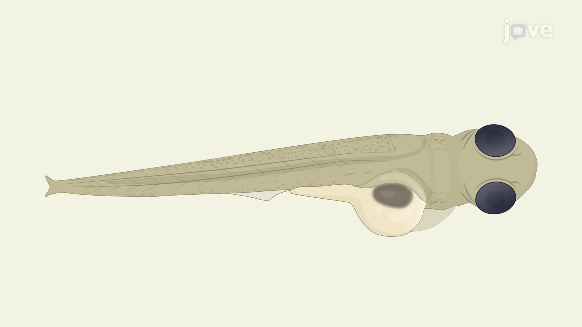 Isolation and Culture of <i>Clostridioides difficile</i> Bacteria from Larval Zebrafish Intestine