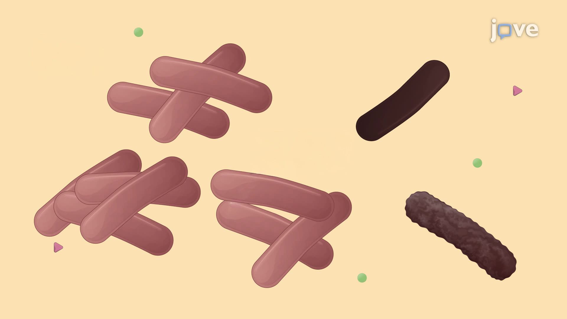 Revival and Growth of Lactic Acid Bacteria