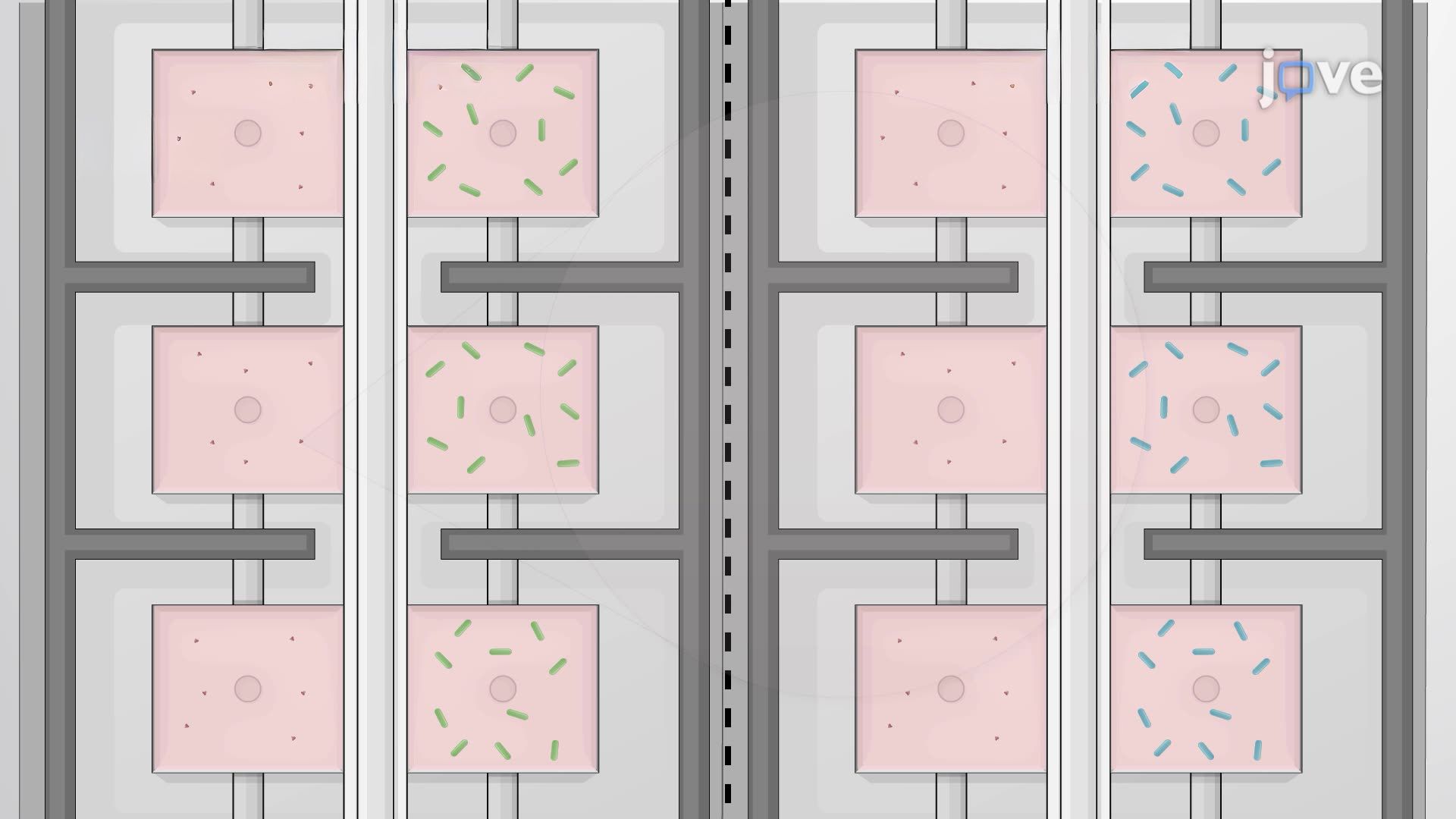 Bacterial Growth on a Microfluidic Chip to Study Antibiotic Drug Resistance