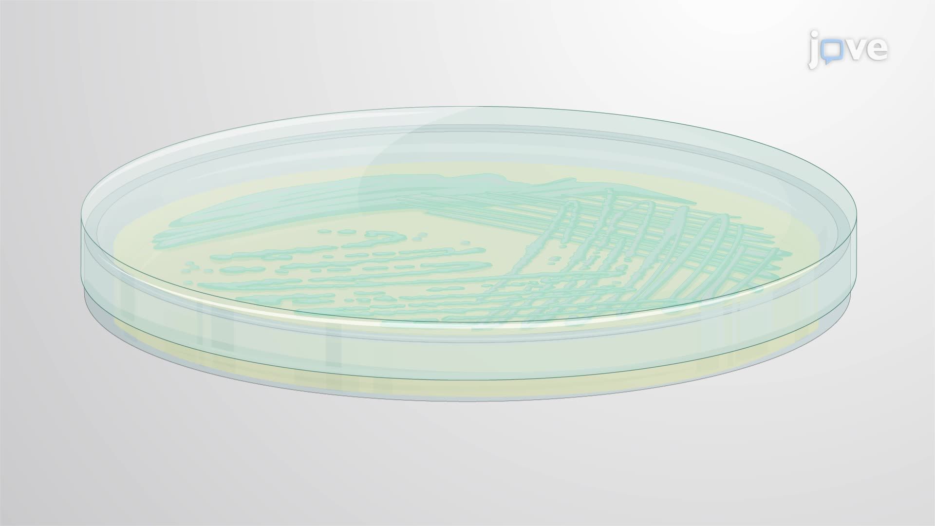 Preparation of Bioluminescent Enterohemorrhagic  <i>Escherichia coli</i> Inoculum