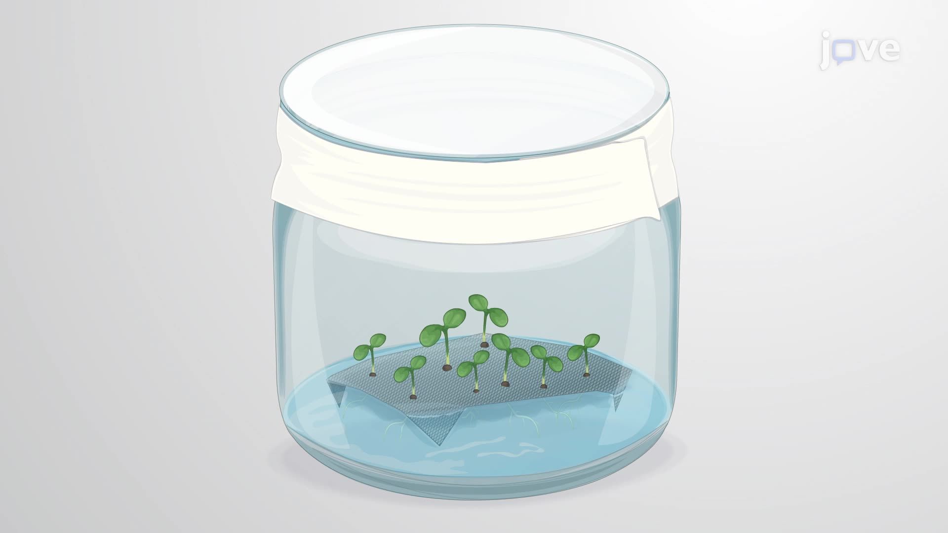 A Co-Cultivation System to Study the Molecular Responses of Plant Hosts and Interacting Bacteria