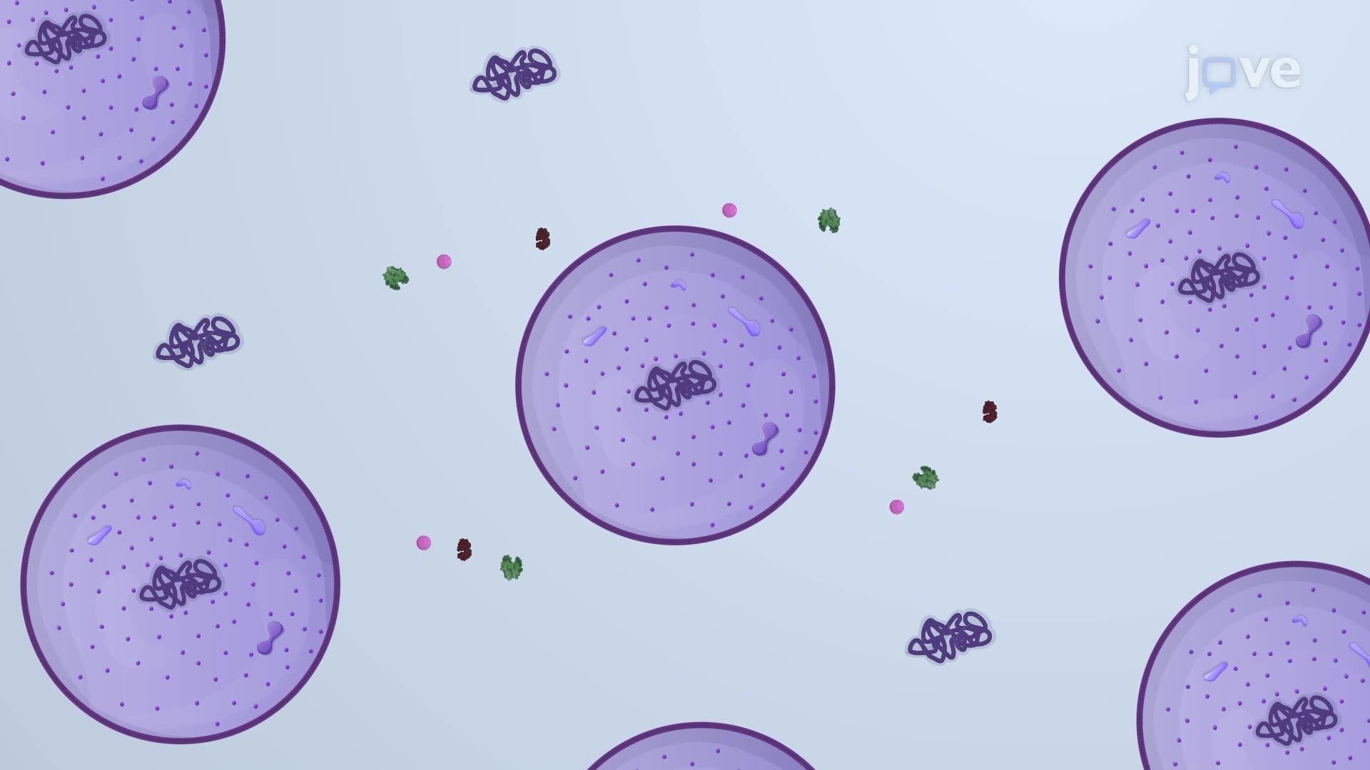 Preparation of <i>E. coli</i> Spheroplasts