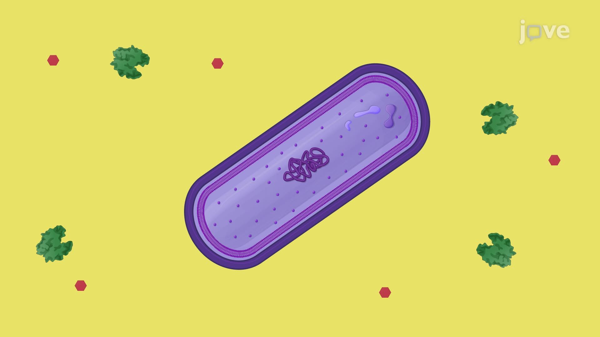Generating Protoplasts from the Gram-Positive Bacterium <i>Bacillus megaterium</i>