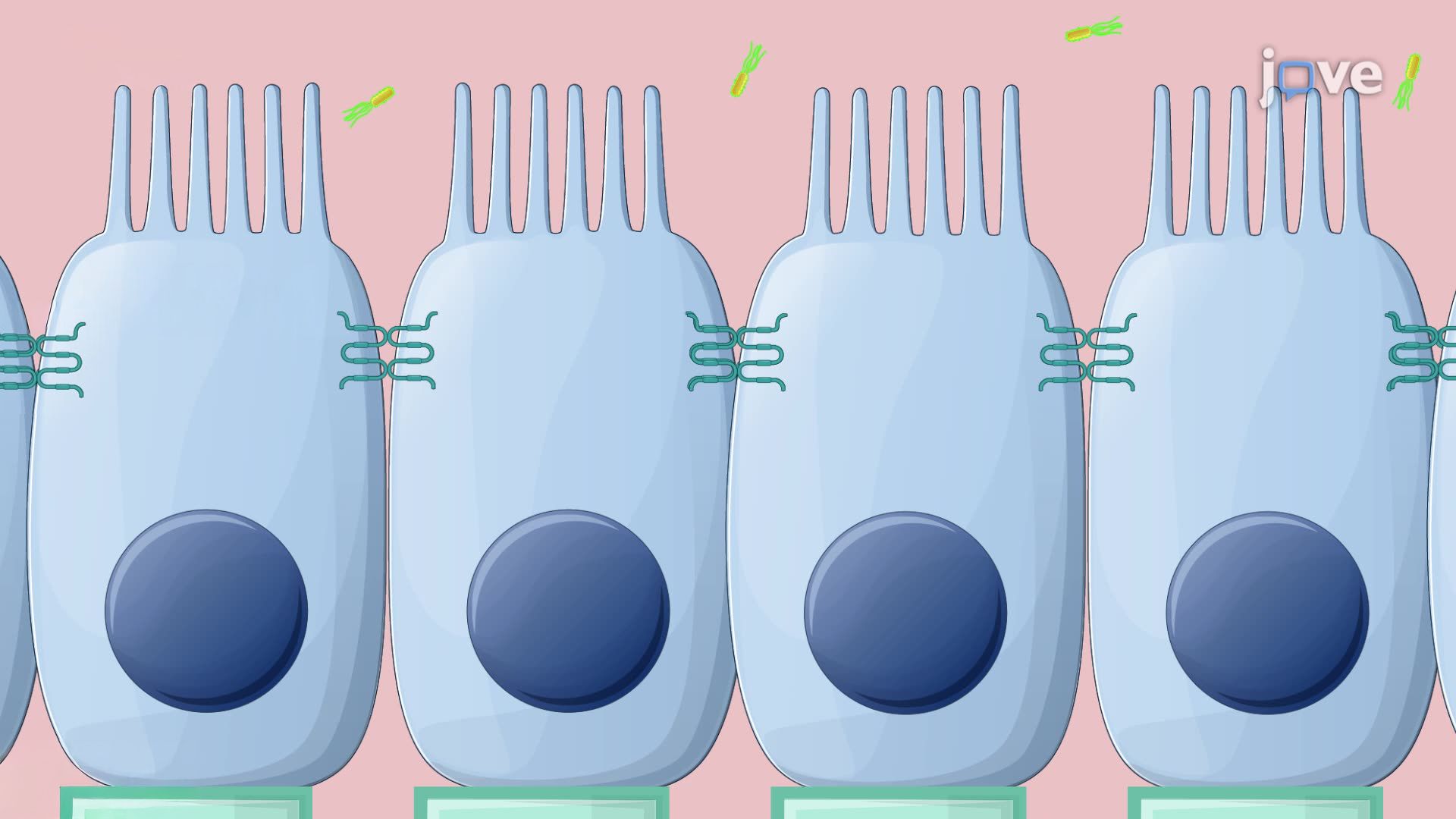 Assessing Transcytosis of <i>E. coli</i> Across Intestinal Epithelial Monolayers