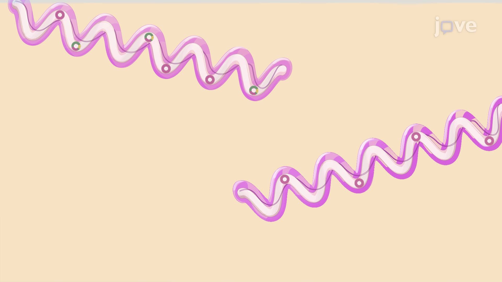 Preparation and Induction of <i>Borrelia burgdorferi</i> Cultures for Viral Particle Production