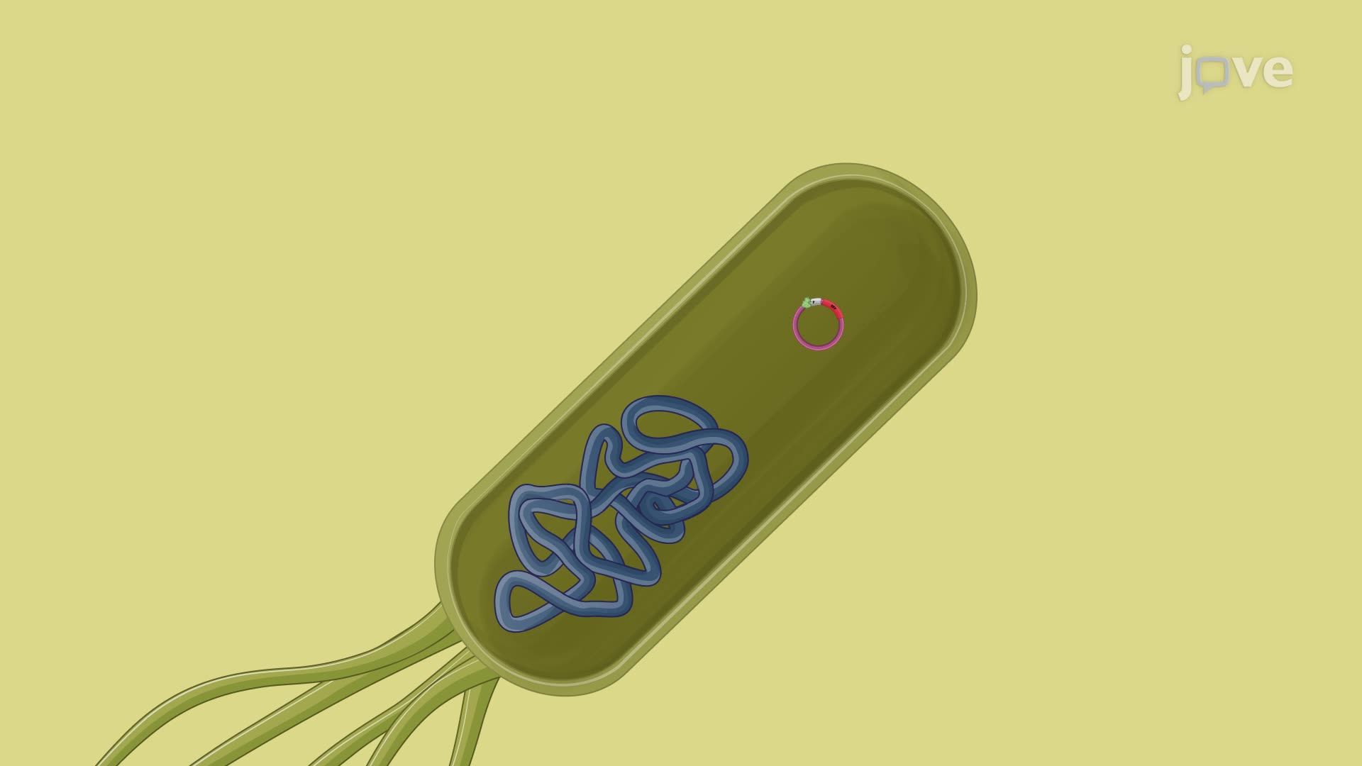 Detection of a Target Analyte Using a Bacterial Biosensor