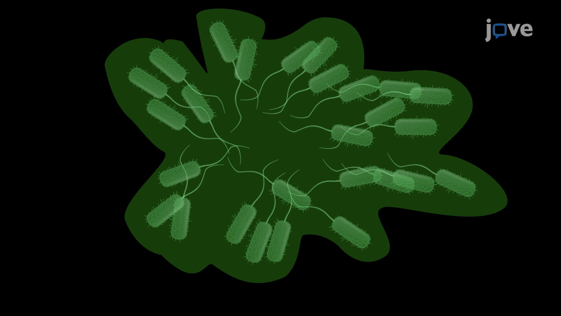 Swarming Assay for Visualizing Bacterial Surface Motility