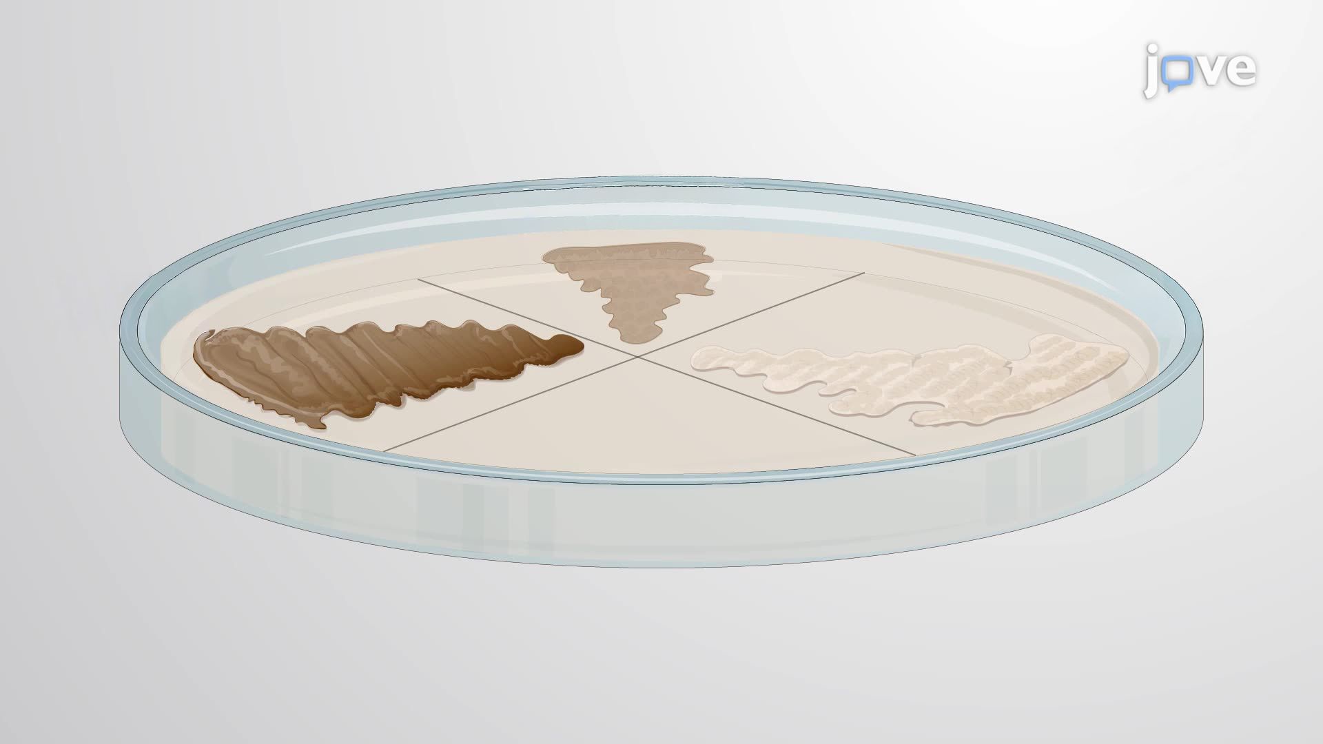 Phenotypic Comparison of Wild-Type and Mutant Strains of <i>Streptomyces coelicolor</i>