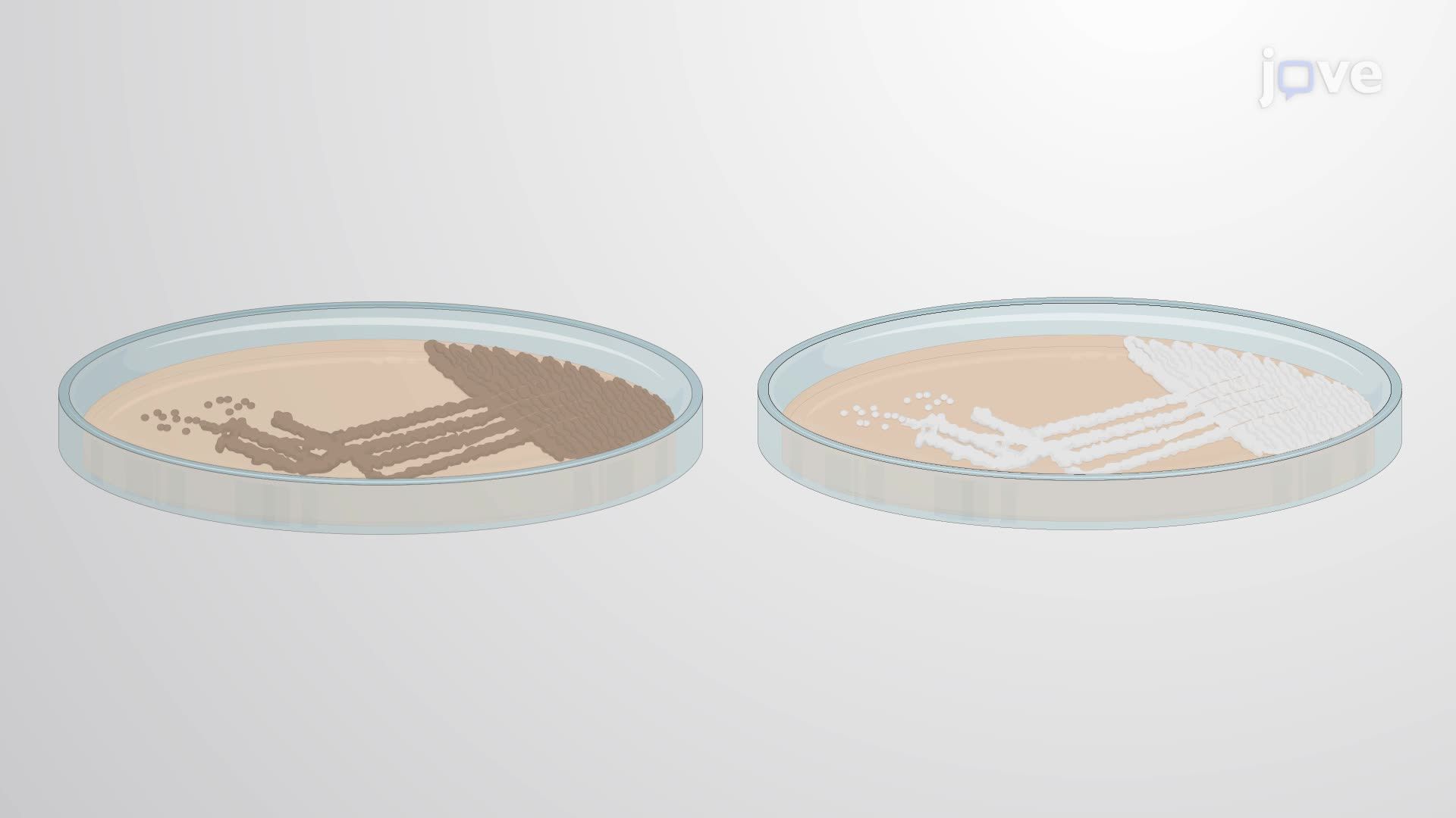 Phase-Contrast Microscopy for Evaluating Developmental Mutants in <i>Streptomyces</i>