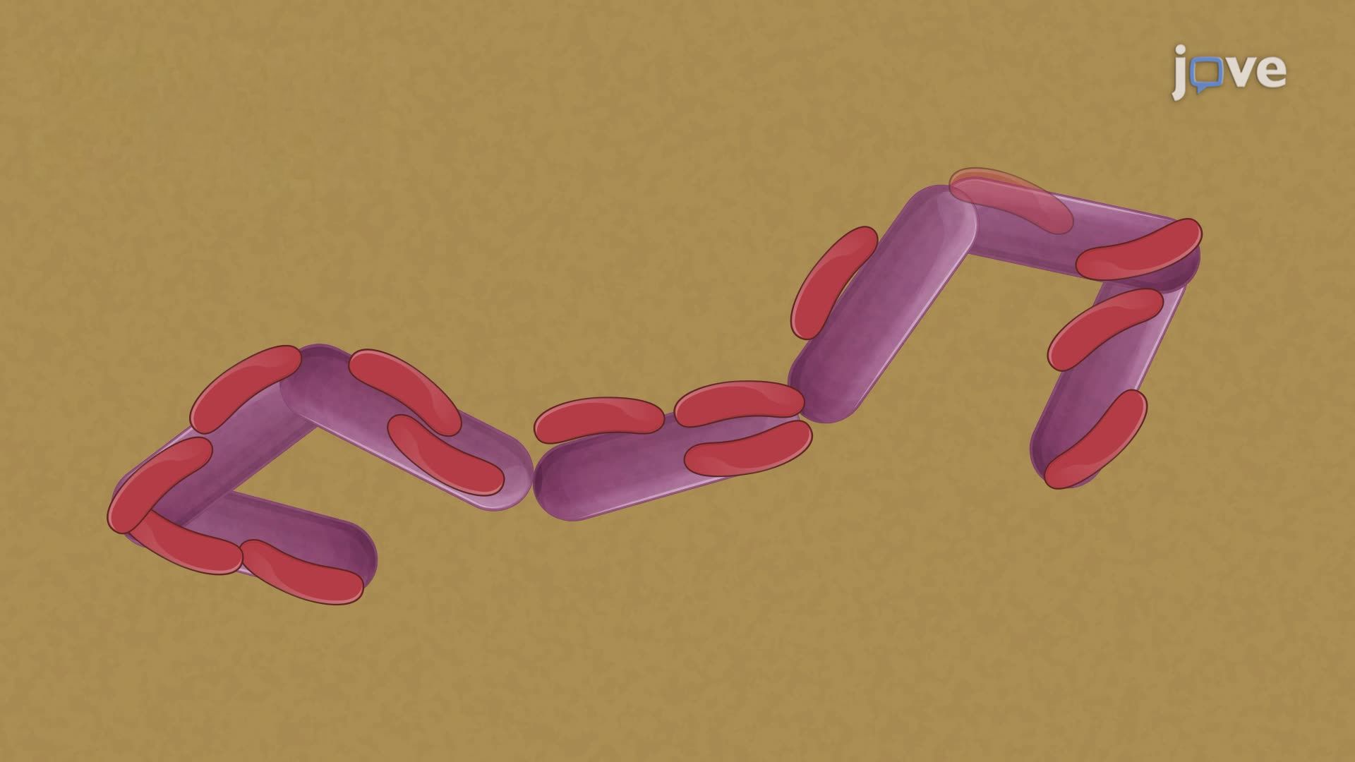 Establishing a Binary Culture of Saccharibacteria with Host Bacteria