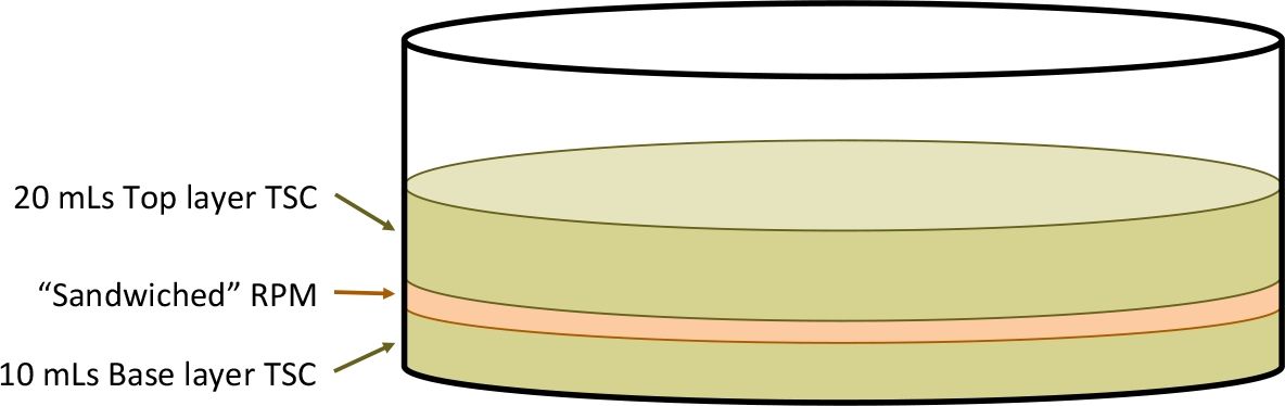 Static equilibrium diagram, layered TSC and RPM in a Petri dish, illustrating material interface.