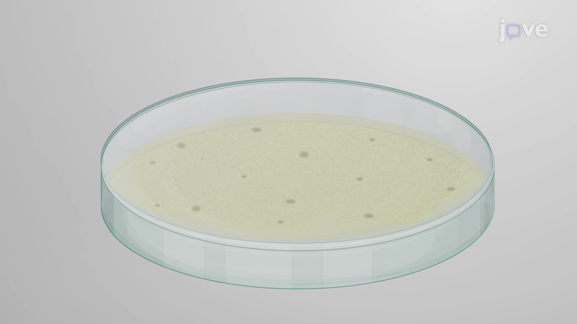 Subculturing Sulfite-Reducing Anaerobic Bacteria from an Agar Culture