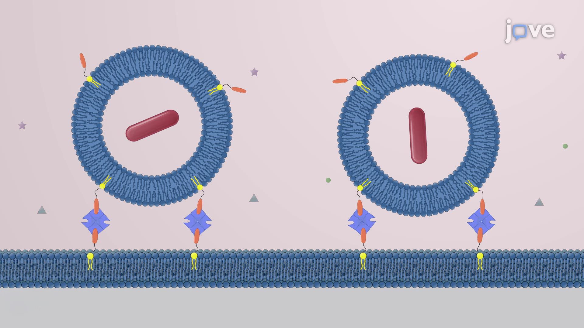 Single-Cell Culture of Bacteria Within Giant Vesicles