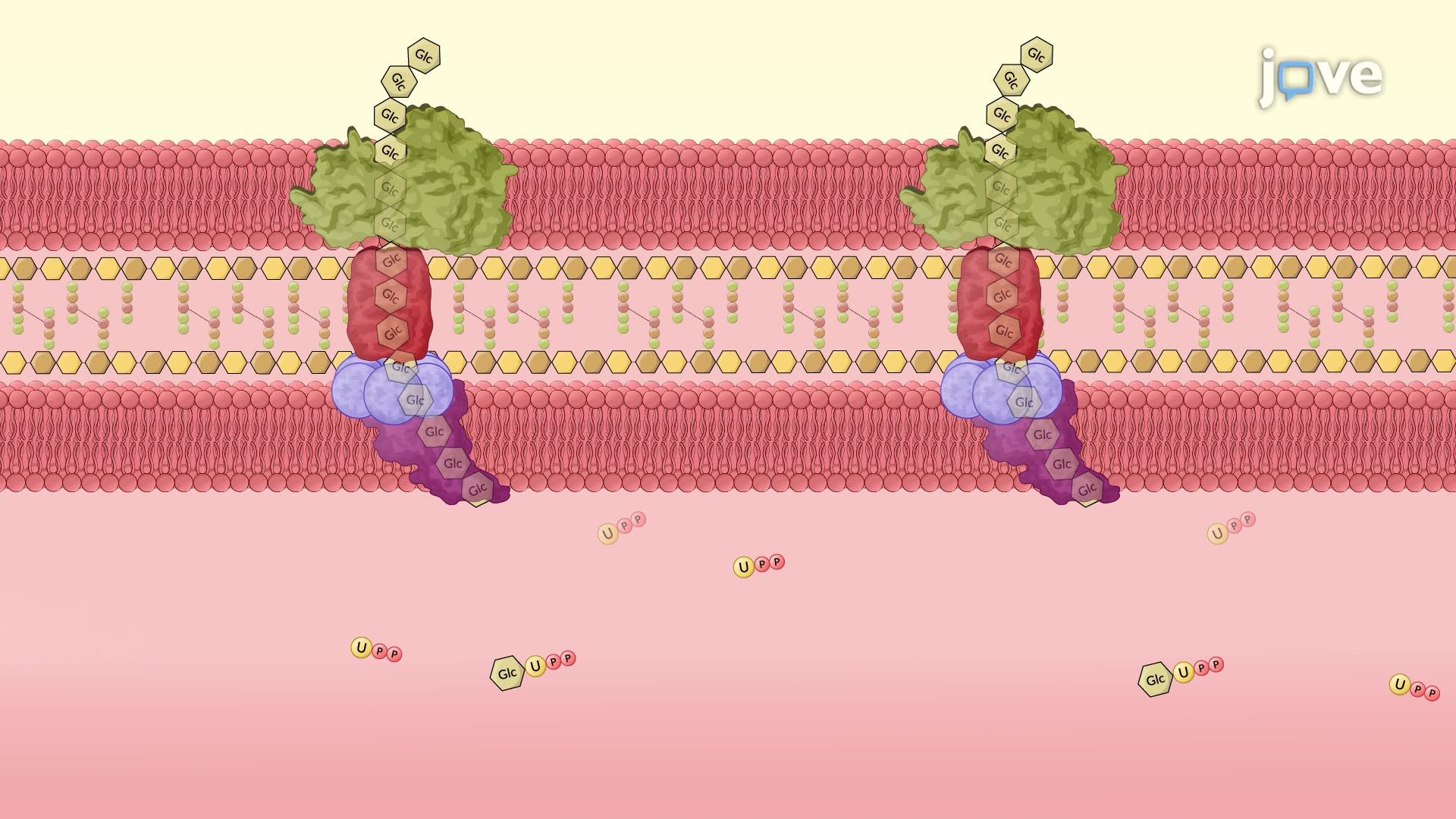 Investigating the Bacterial Response to Ethylene Using an Ethylene-Releasing Compound