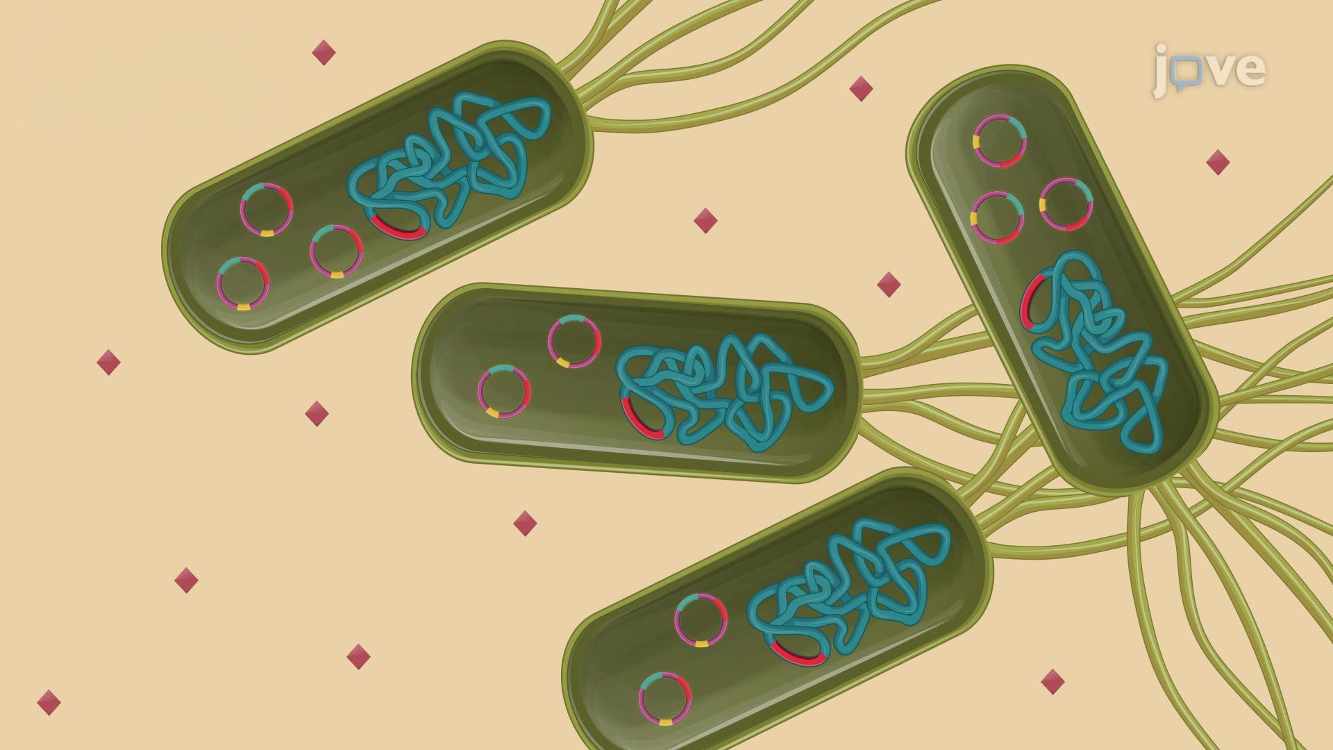 Amplification of a Suicide Plasmid in a Bacterial Host