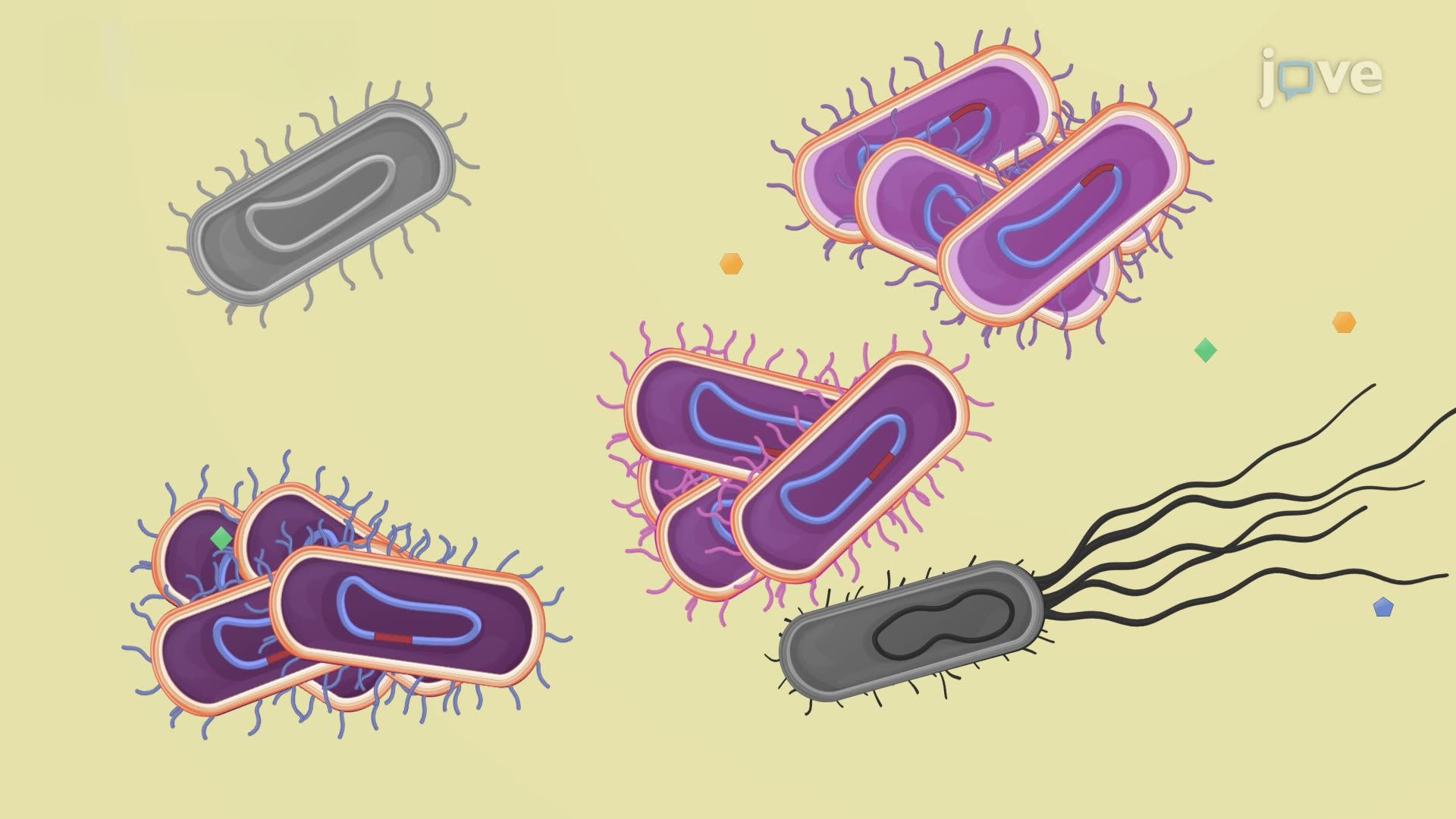 Isolation of Gram-Negative Bacteria with Genomic Transposon Insertions