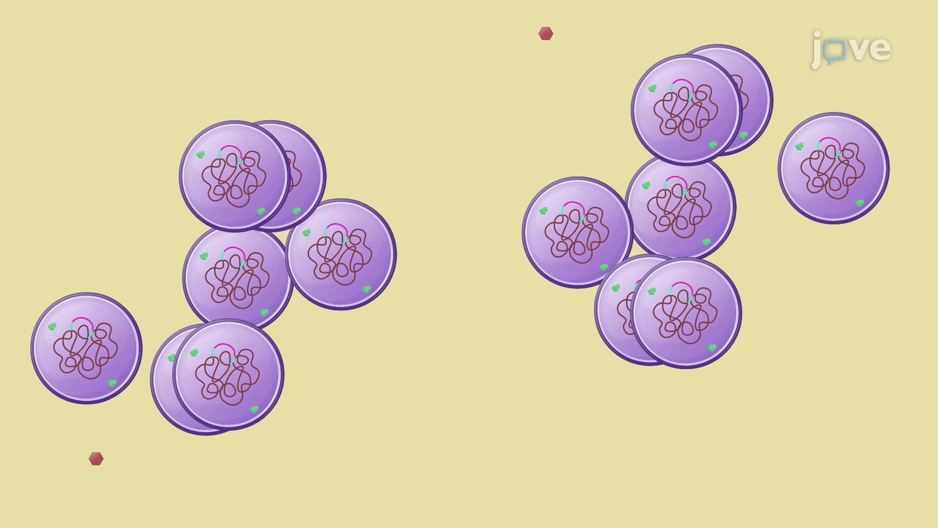 Competence-Induced DNA Uptake in <i>Staphylococcus aureus</i>