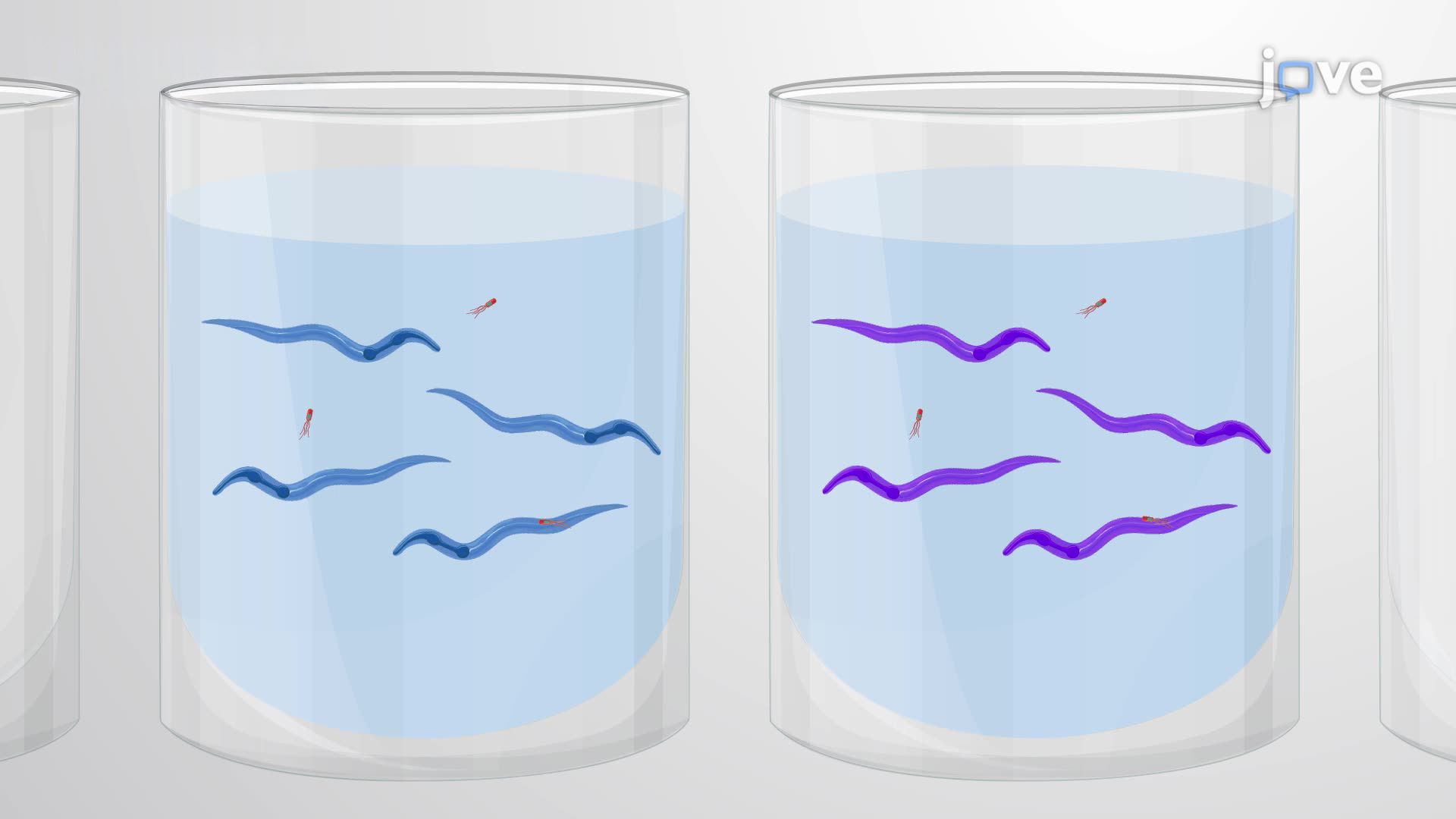 A Multiwell Liquid-Based Assay for Screening <i>C. elegans</i> Knockdowns