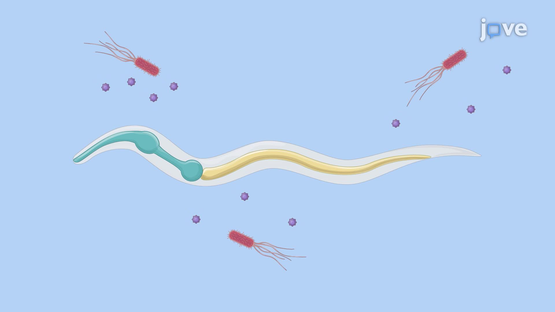 Assessing Pathogenic Bacteria–Induced Mortality in <i>C. elegans</i> Larvae