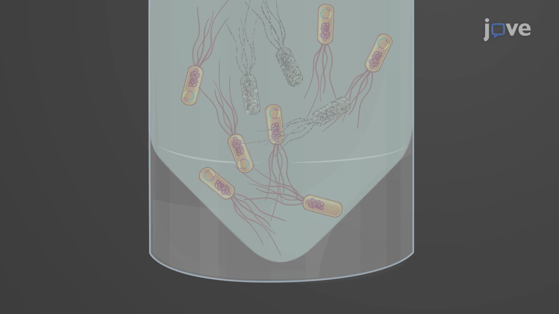 Culturing and Maintenance of RNAi-Expressing Bacteria