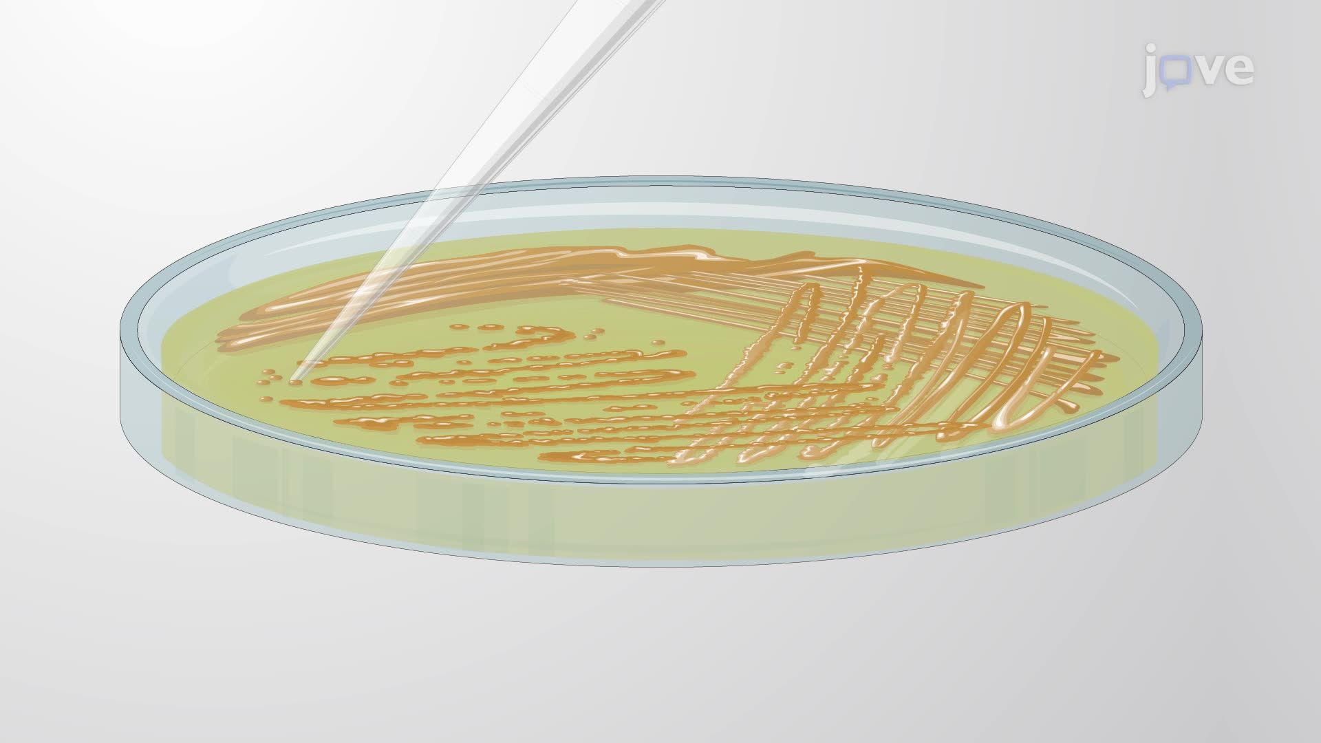 Expression of the Luminescence Operon in Marine Bioluminescent Bacteria