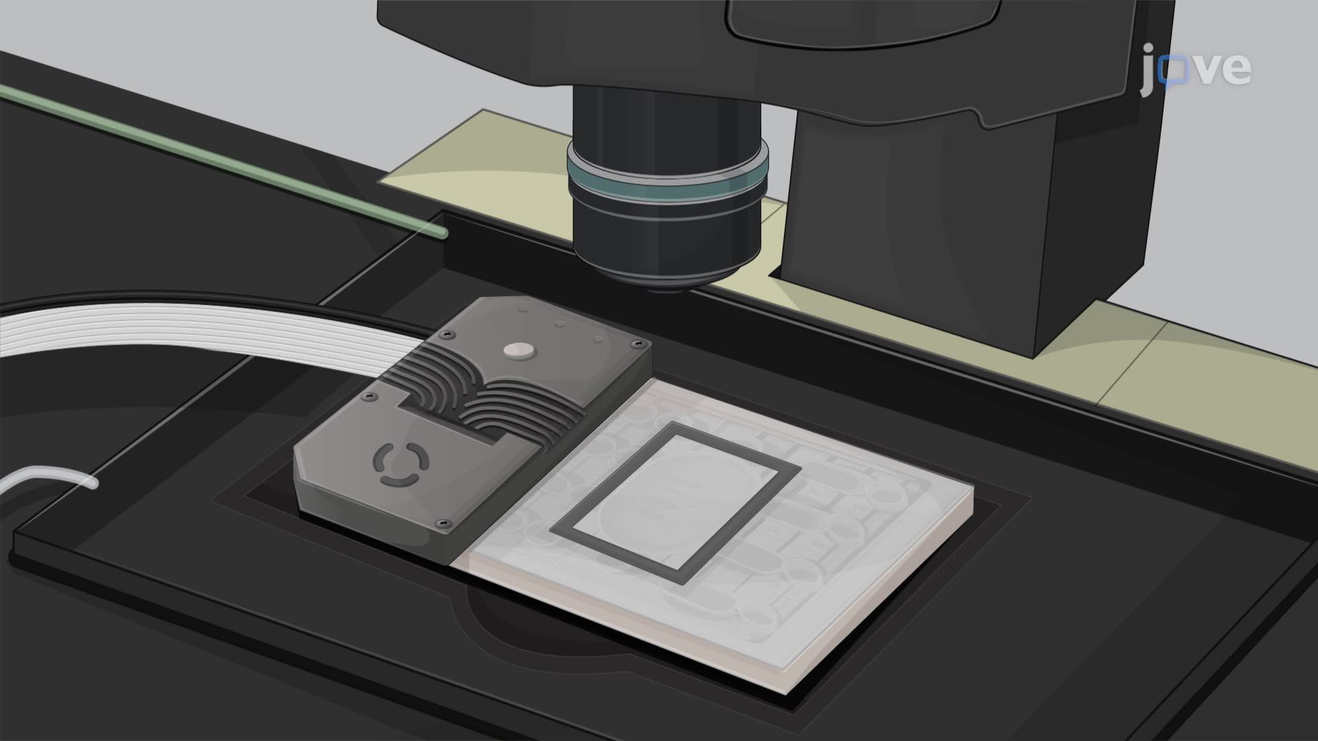 Microscopic Analysis of Bacterial Growth Under Stress Using Microfluidic Chambers