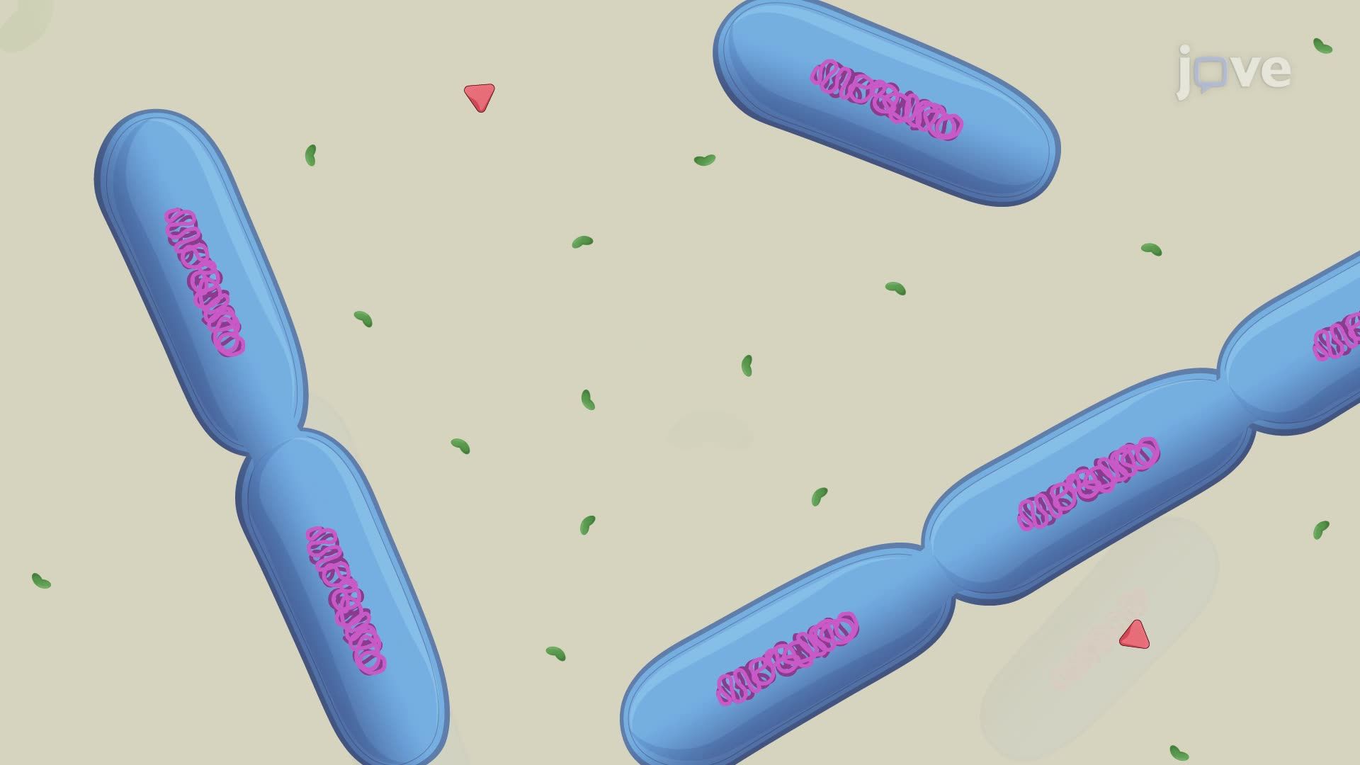 Assessing Antibiotic-Induced Filamentation in <i>E. coli</i> Using Plating Assay and Flow Cytometry