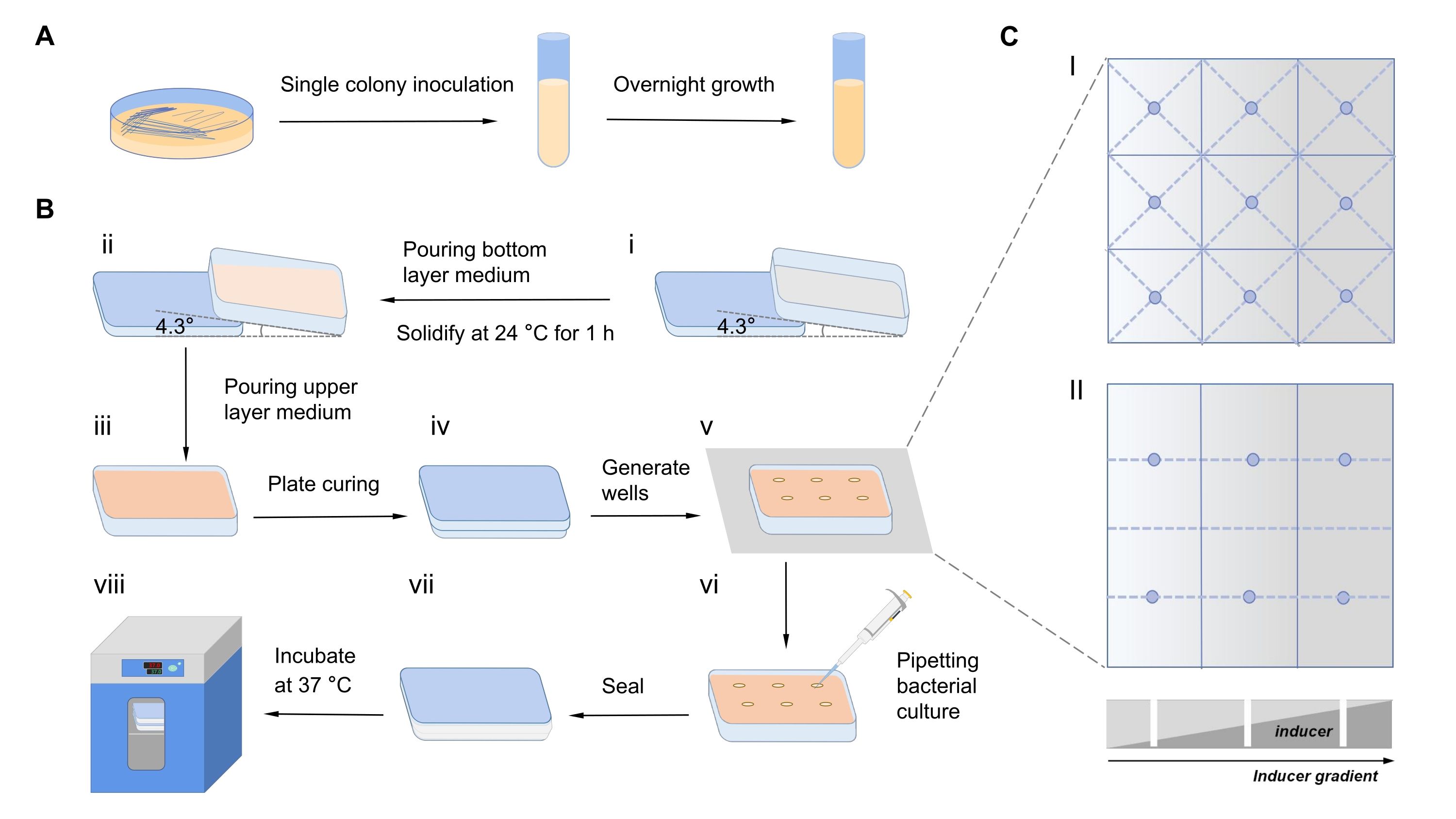figure-results-1 Bacterial culture preparation process, petri dish setup, and diagram for inducer gradient application.