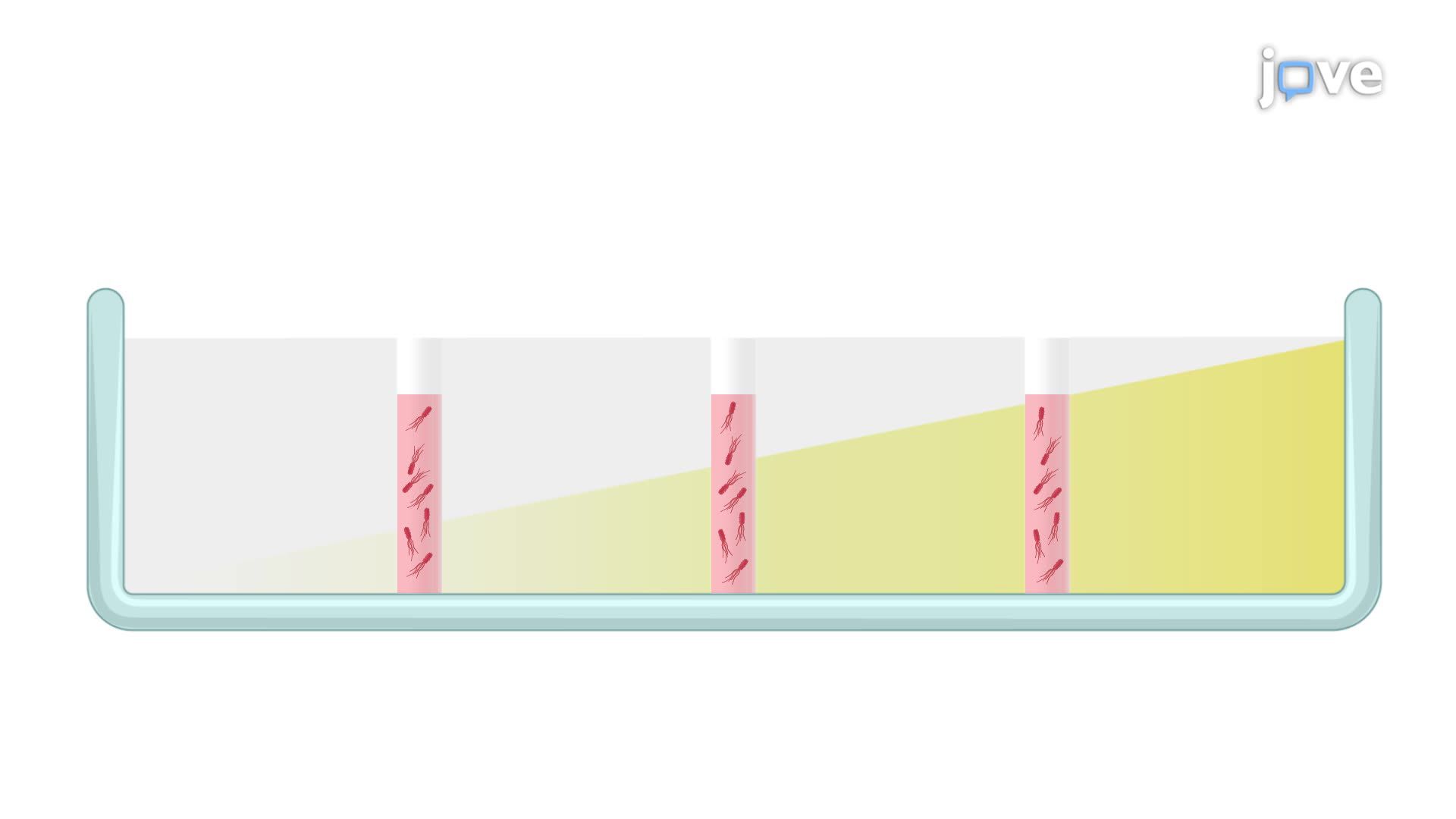 Assessing Bacterial Swarming Using a Gradient Inhibitor Plate