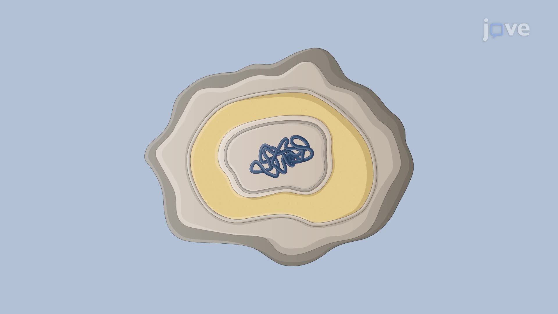 Colorimetric Detection of Cortex Degradation During Bacterial Spore Germination