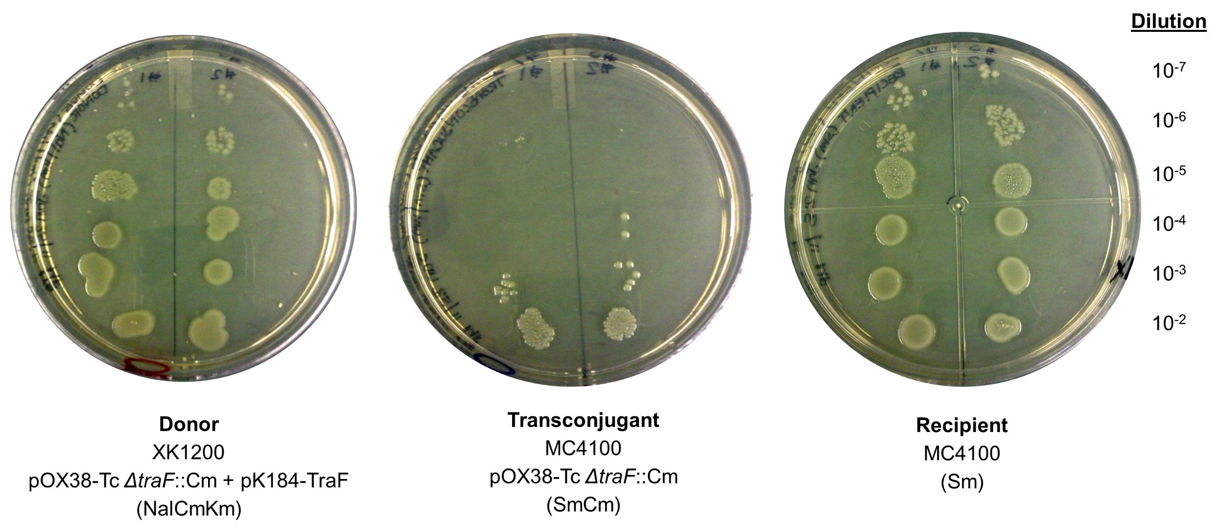 figure-results-1 Bacterial conjugation experiment; donor, transconjugant, recipient cultures on agar plates, dilution series.