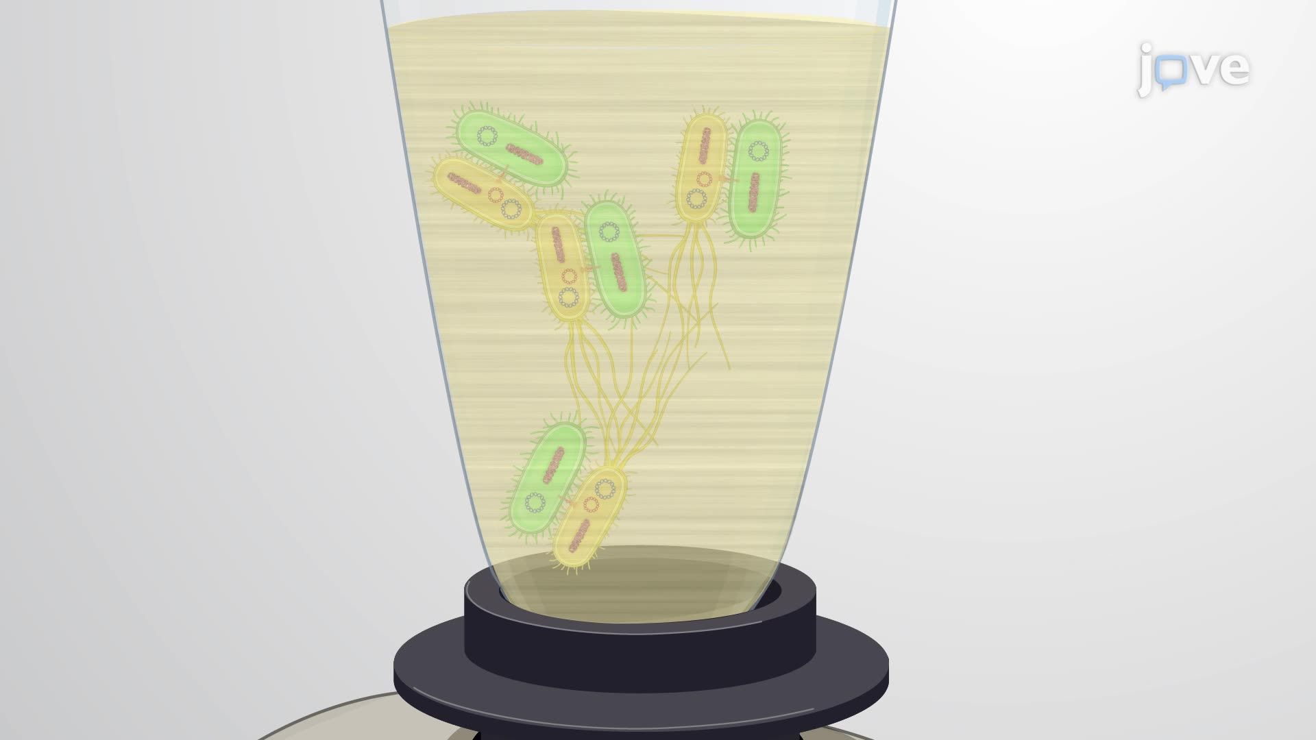 F Plasmid Transfer and Dual Antibiotic Selection in E. coli