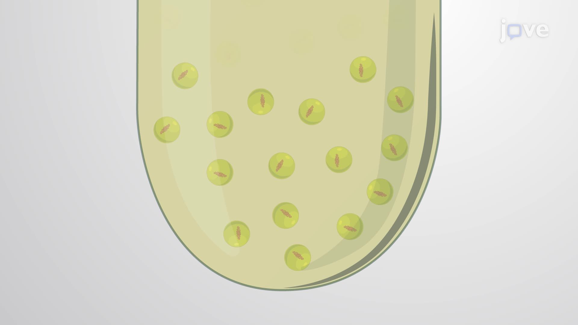 Inactivation of Bacteria Using Light-Activated Flavin Mononucleotide