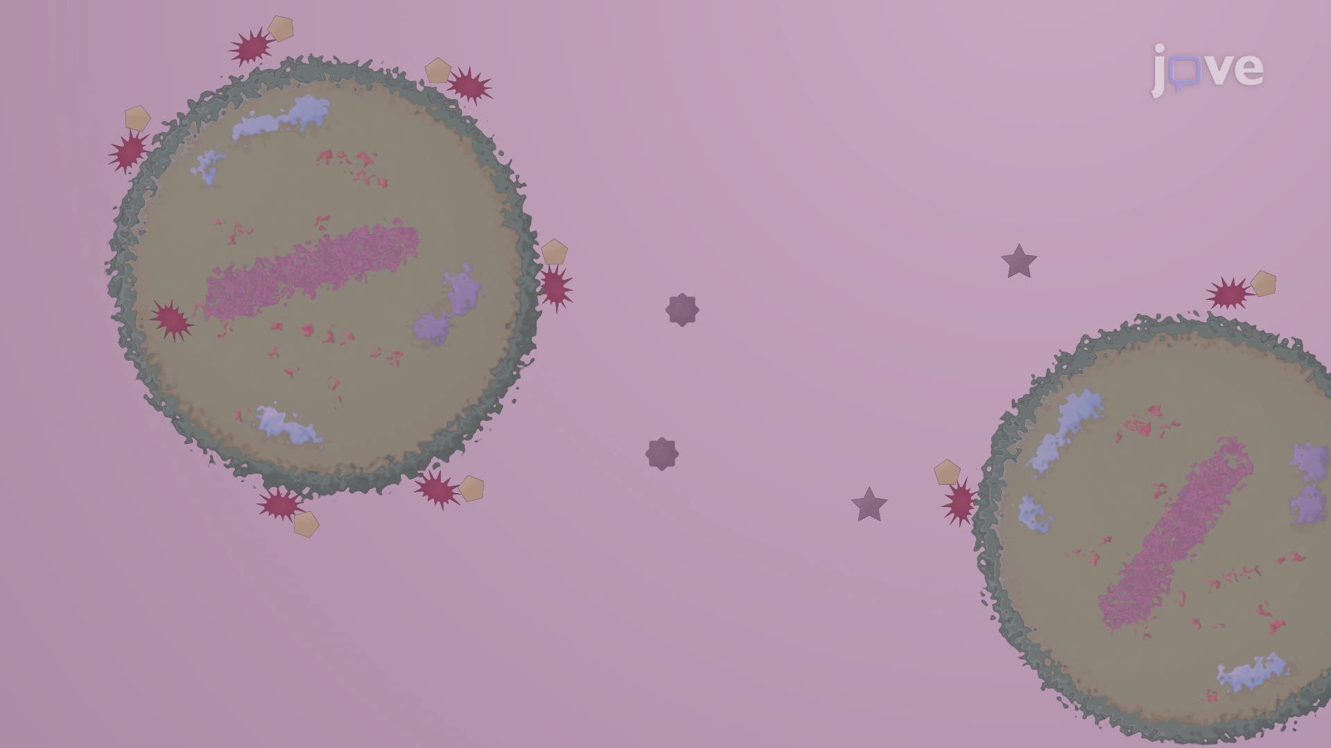 Quantification of Light-Induced Bacterial Inactivation Through Reactive Oxygen Species Generation