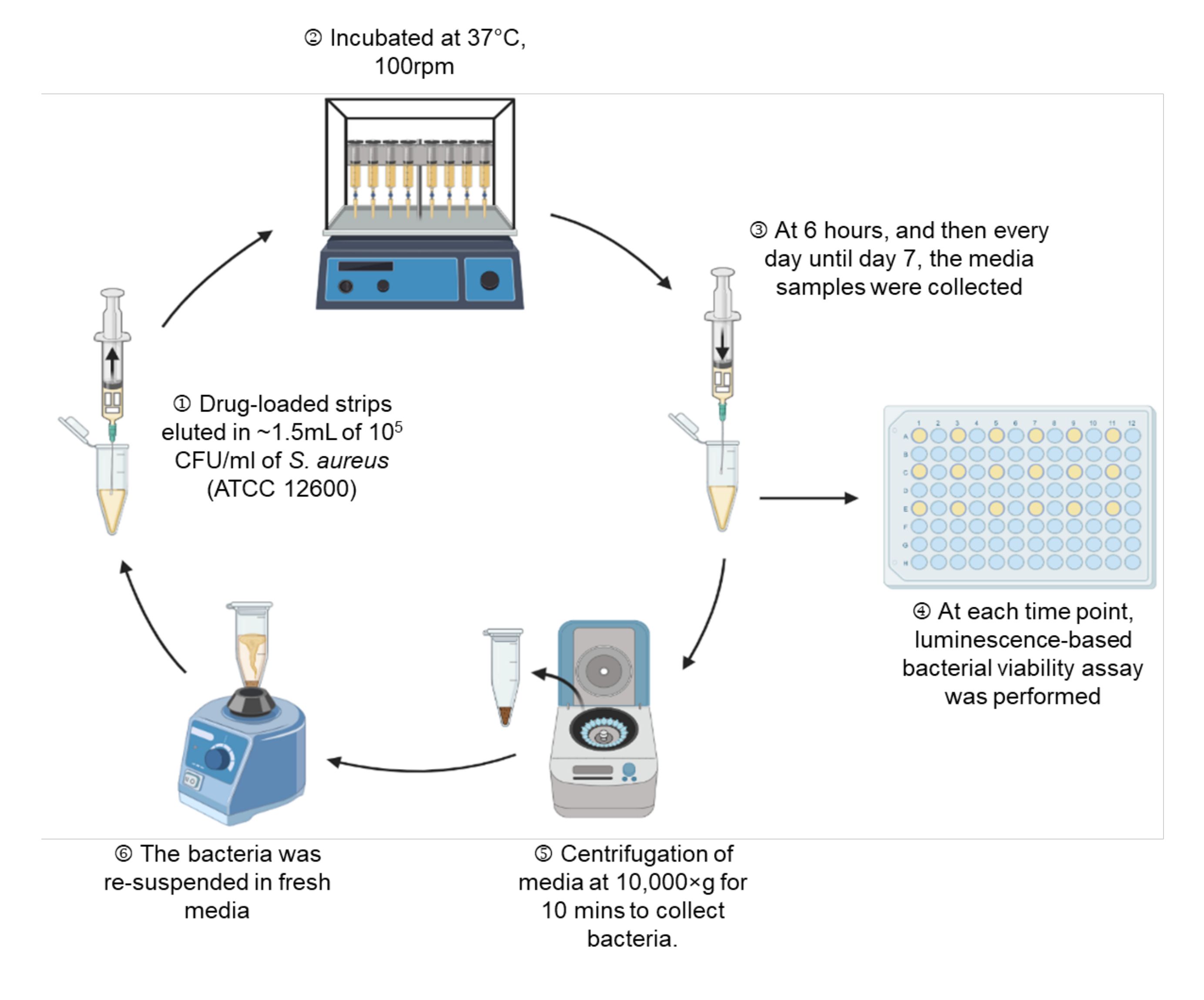 Drug-release study in S. aureus; incubation and viability assay; experimental workflow diagram.