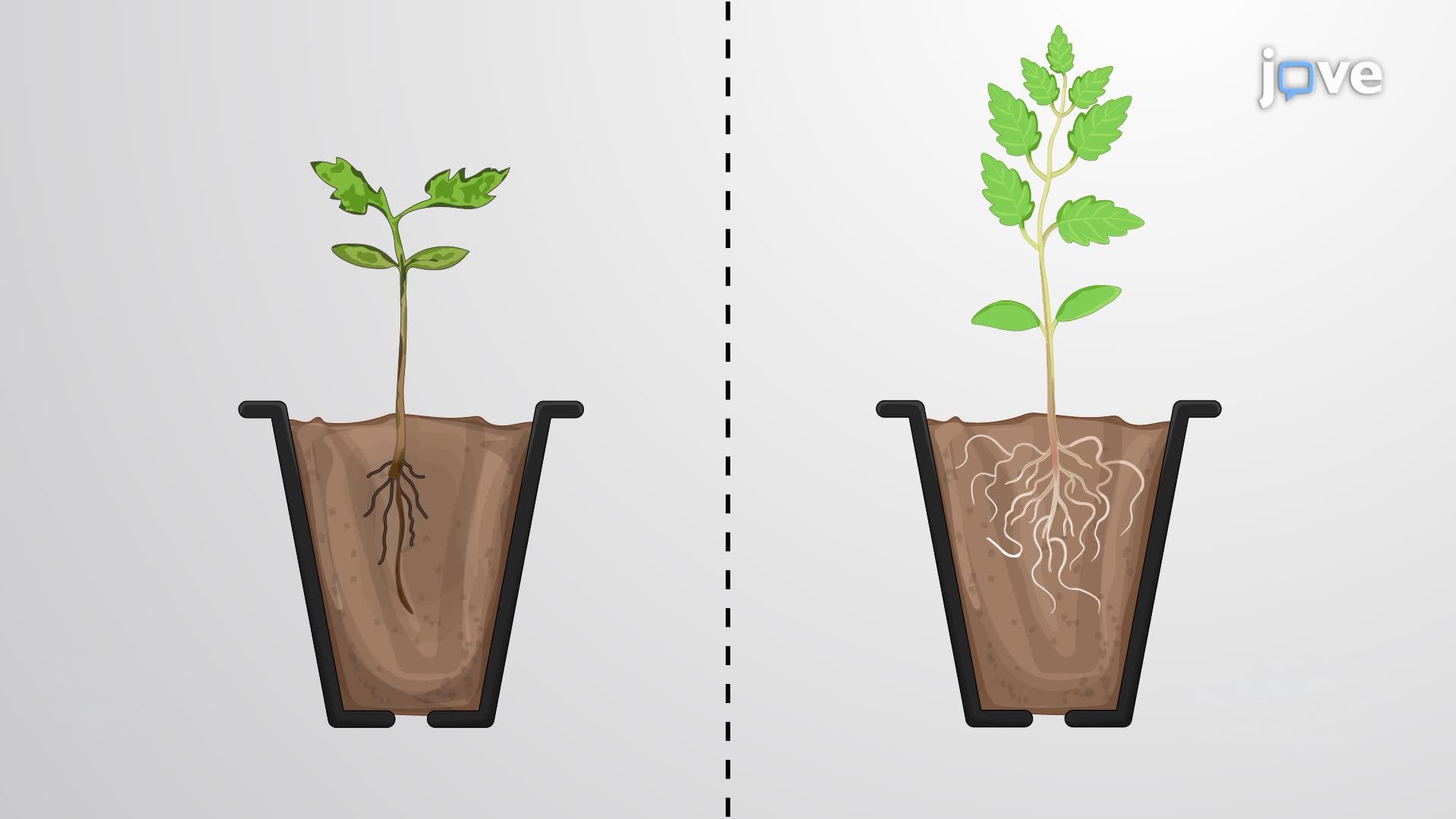 Enhancing Salt Stress Tolerance in Tomato Plants Through Endophytic Bacterial Colonization