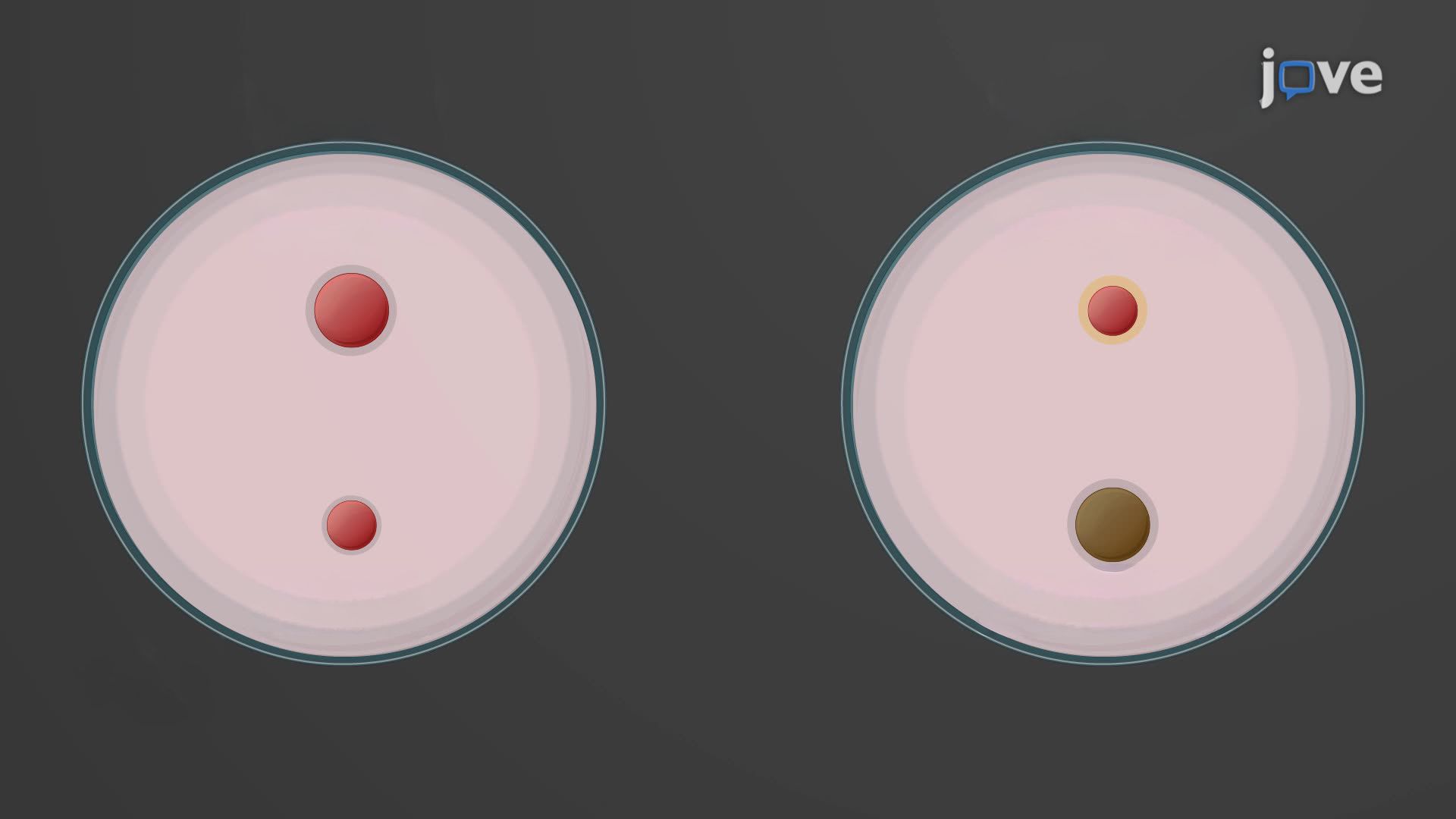 Improved Differential Isolation of <i>Yersinia</i> Species Using a Modified Cefsulodin-Irgasan-Novobiocin Agar