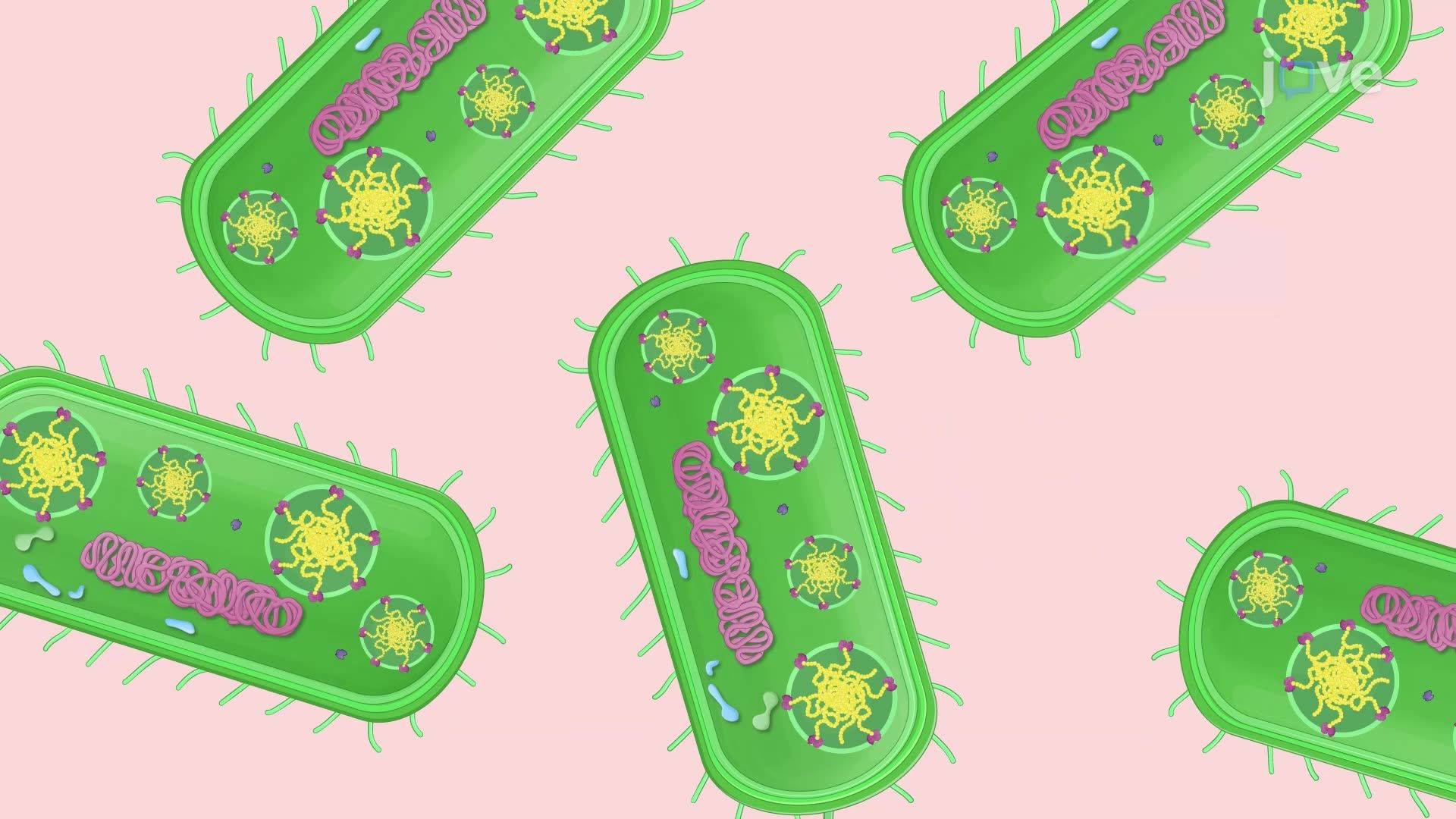 Biosynthesis of Polyhydroxyalkanoates by <i>Pseudomonas aeruginosa</i> in a Carbon-Rich Medium