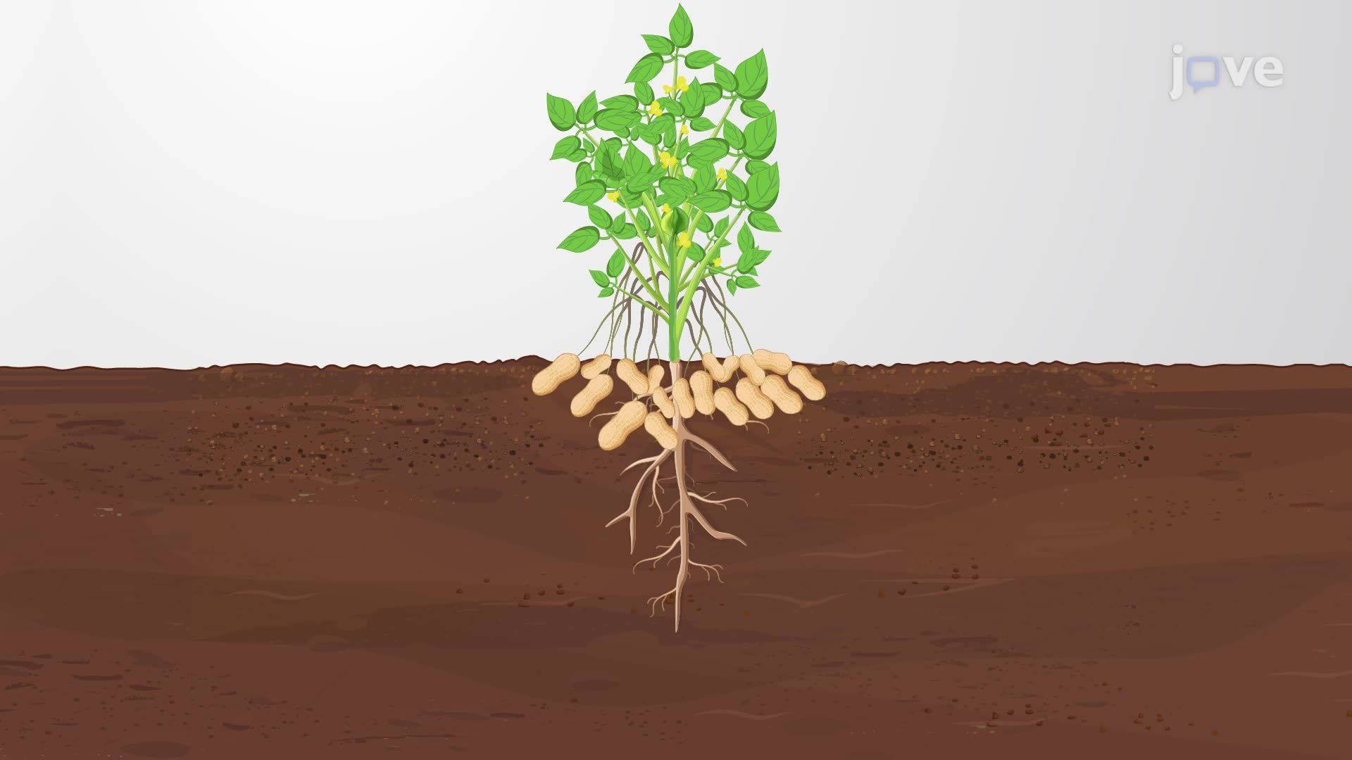 Application of a Bacterial Mixture as a Biofertilizer to Enhance Plant Growth