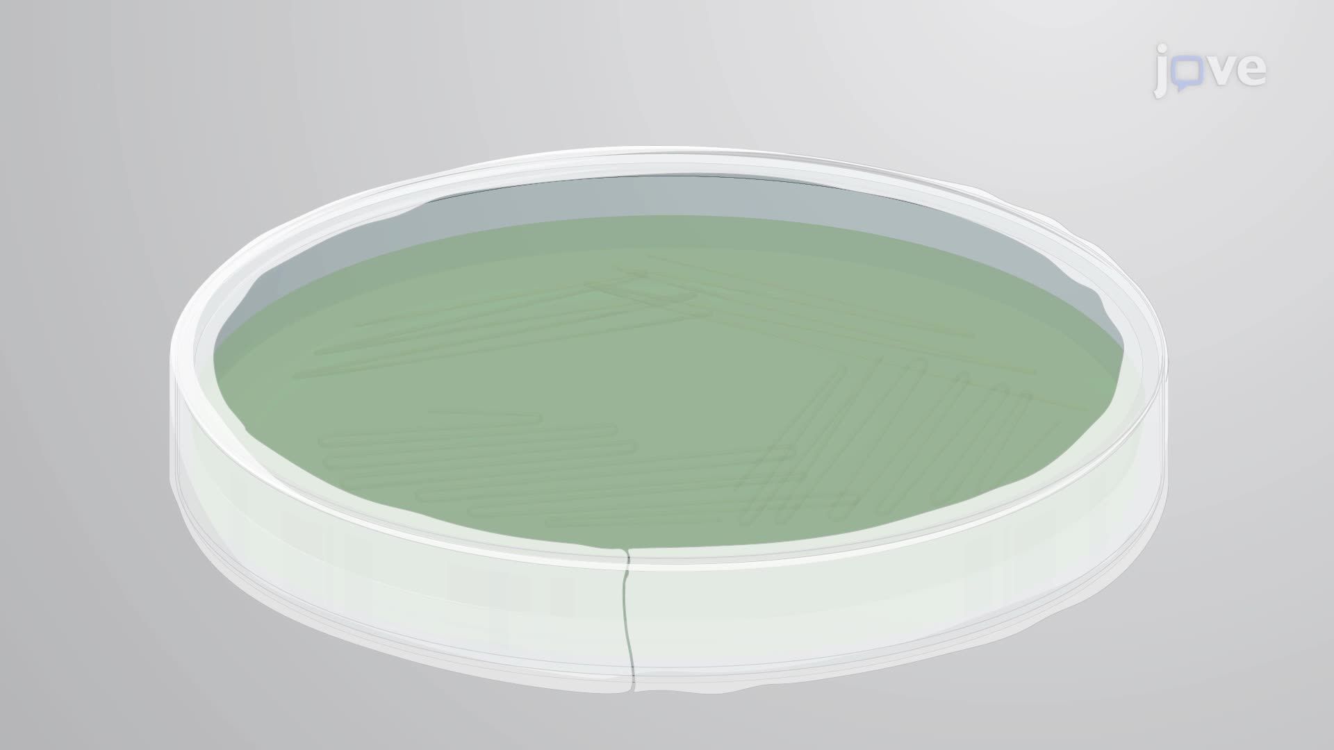 Salinity Tolerance of <i>Alishewanella</i> Species Isolated from Seawall Muddy Water