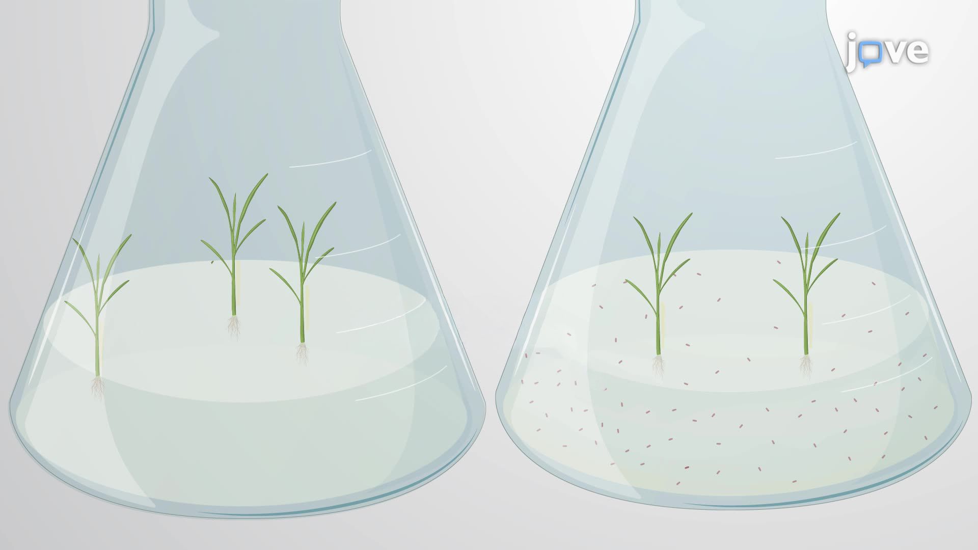 Root-Mediated Endophytic Colonization of Beneficial Bacteria in Rice
