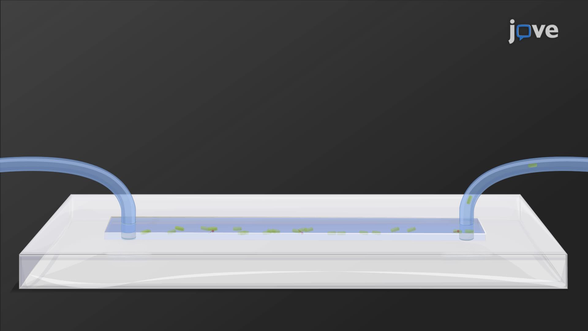 Microfluidic Patterning and Fluorescence-Based Tracking of Single-Cell Bacterial Growth