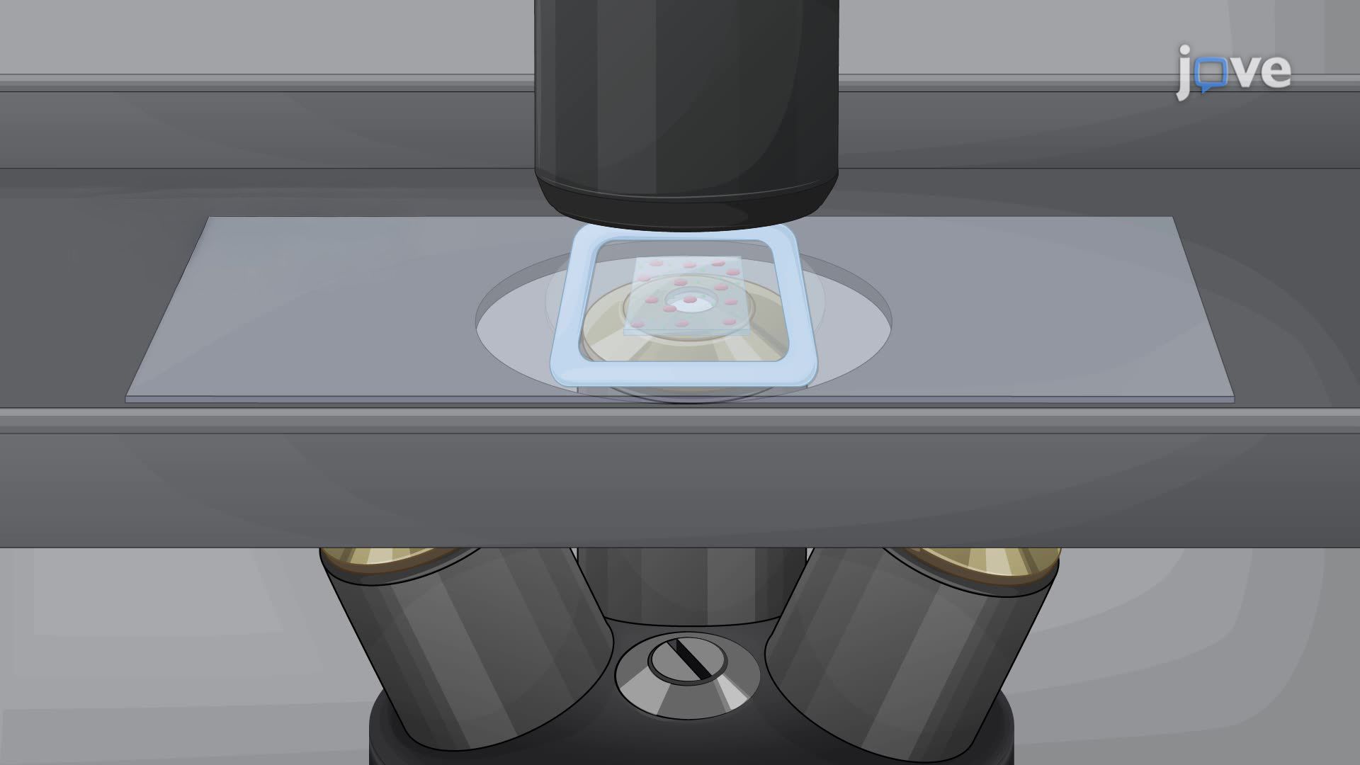 Visualization of Germination Proteins in the Inner Membrane of Bacterial Spores
